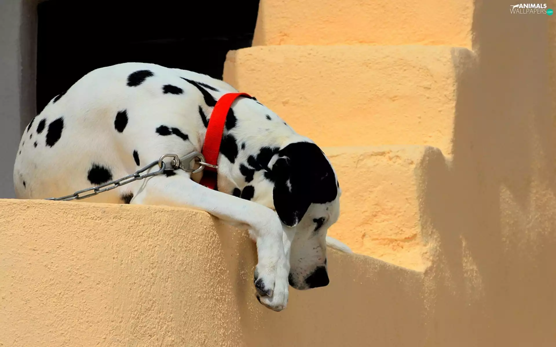 Stairs, dog, Dalmatian