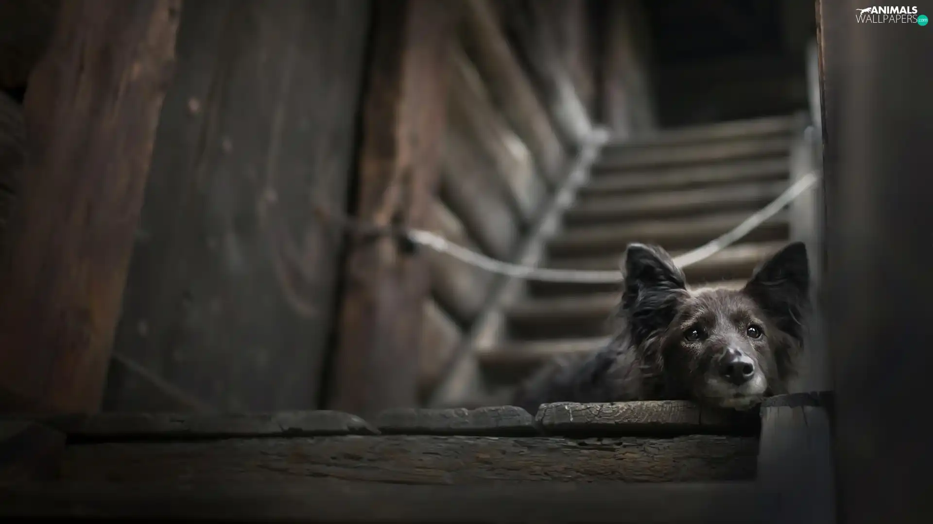 dog, podium, Stairs, muzzle