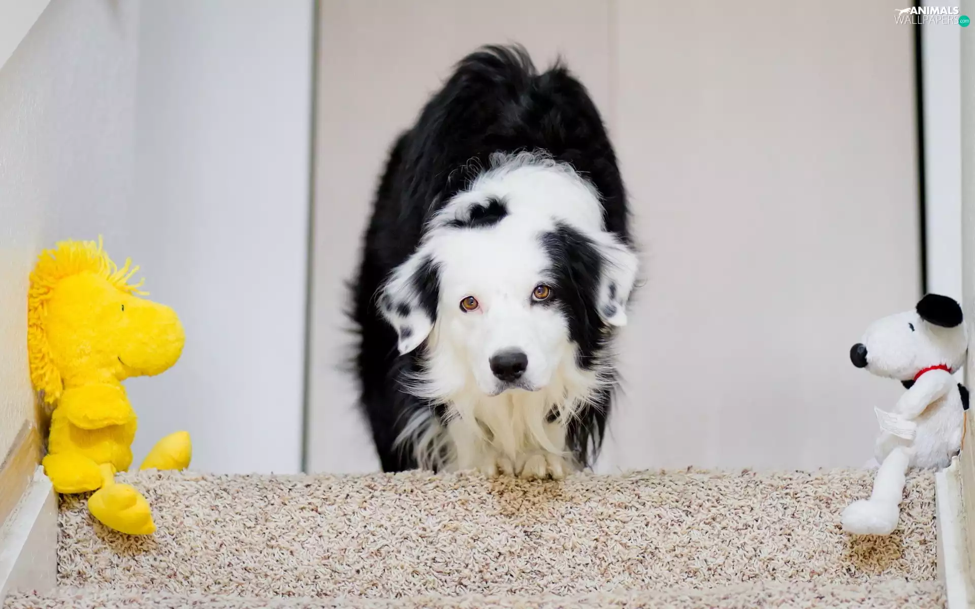 mascot, Border Collie, Stairs