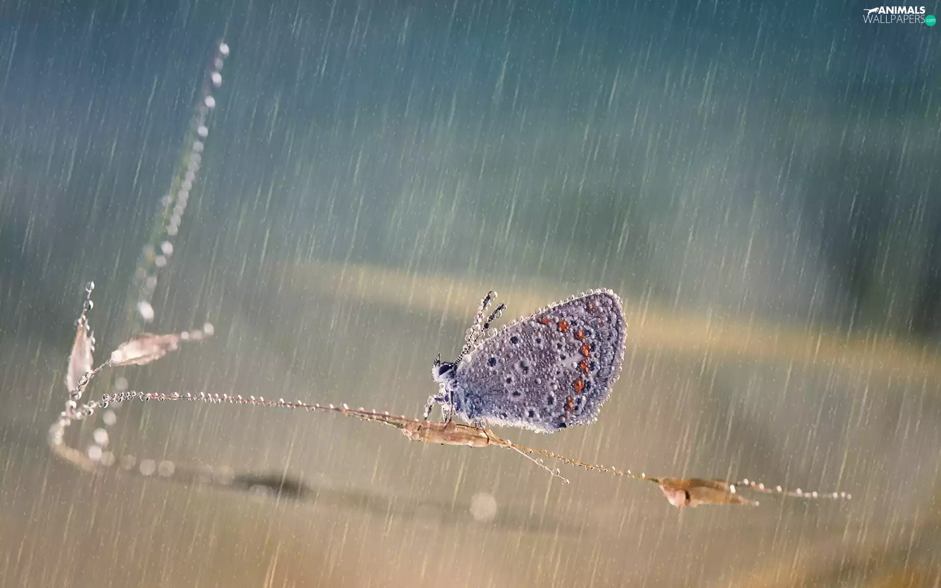 grass, stalk, butterfly, Rain, Dusky