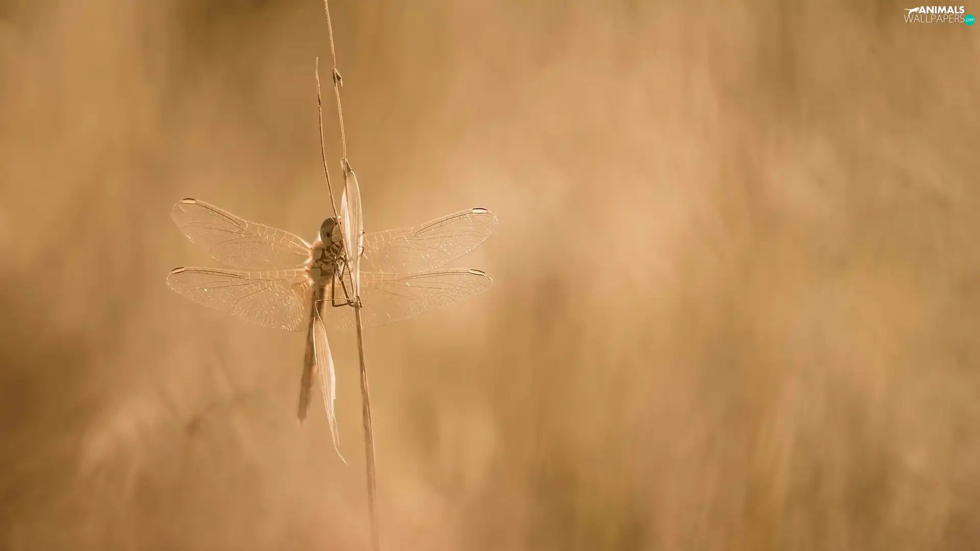 grass, dragon-fly, stalk