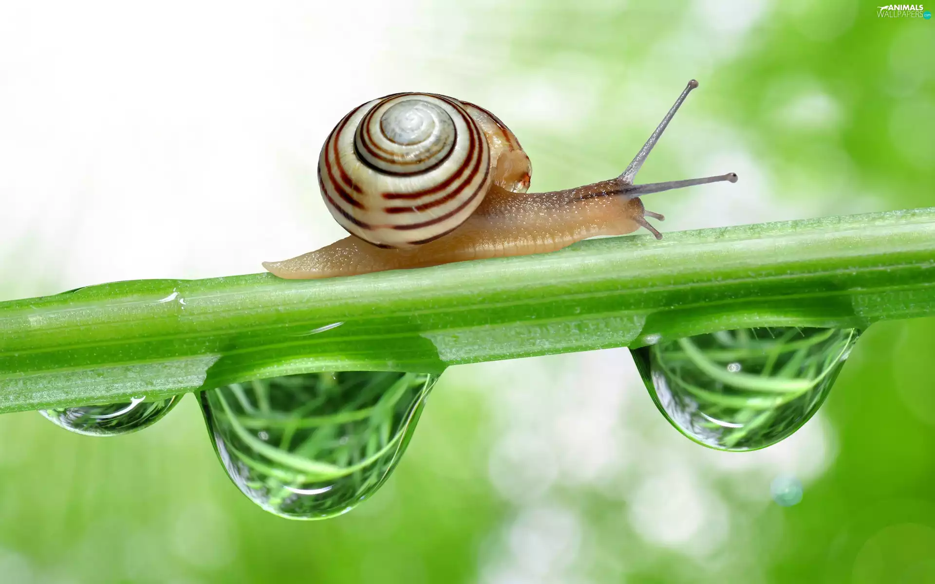 snail, drops, Close, stalk
