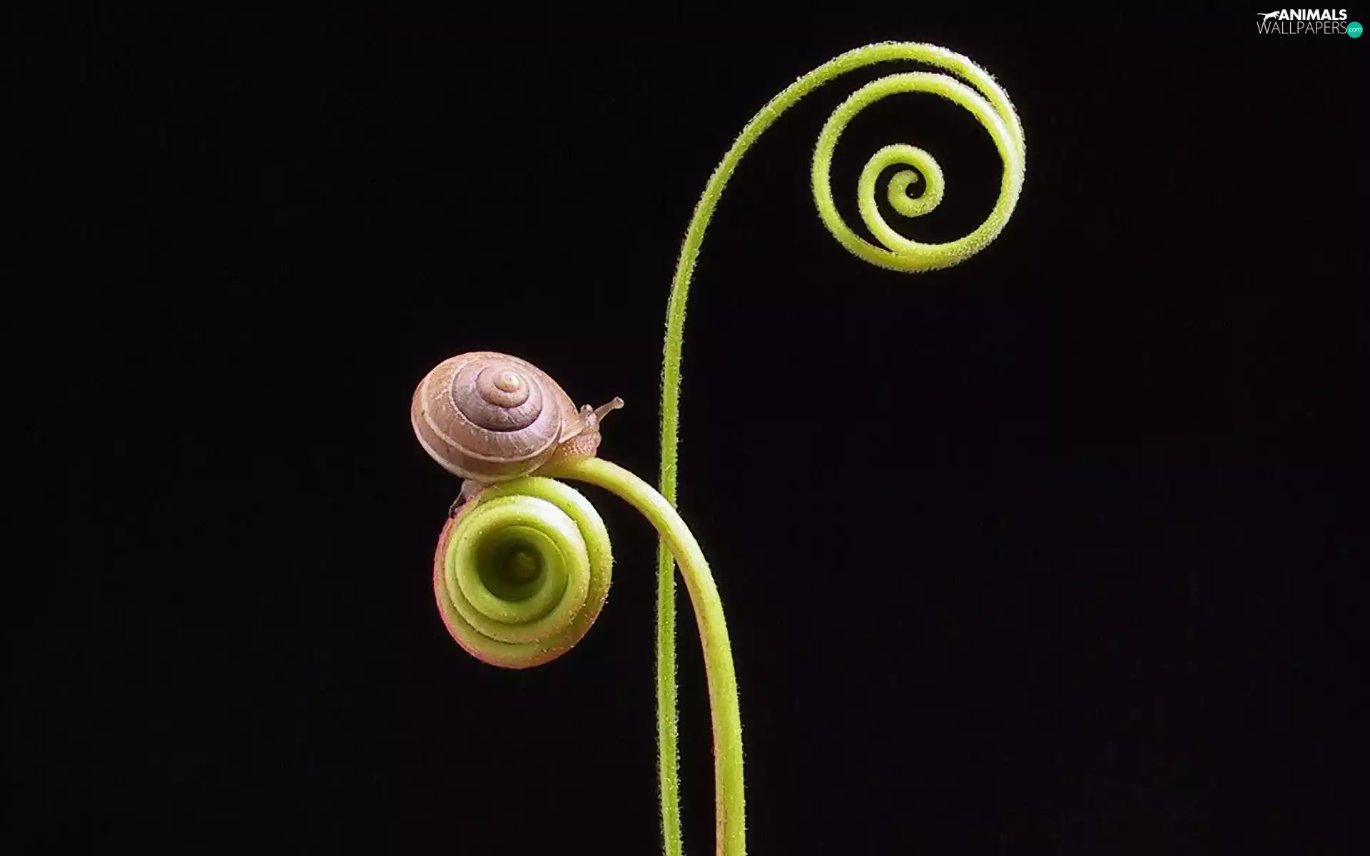 stalk, snail