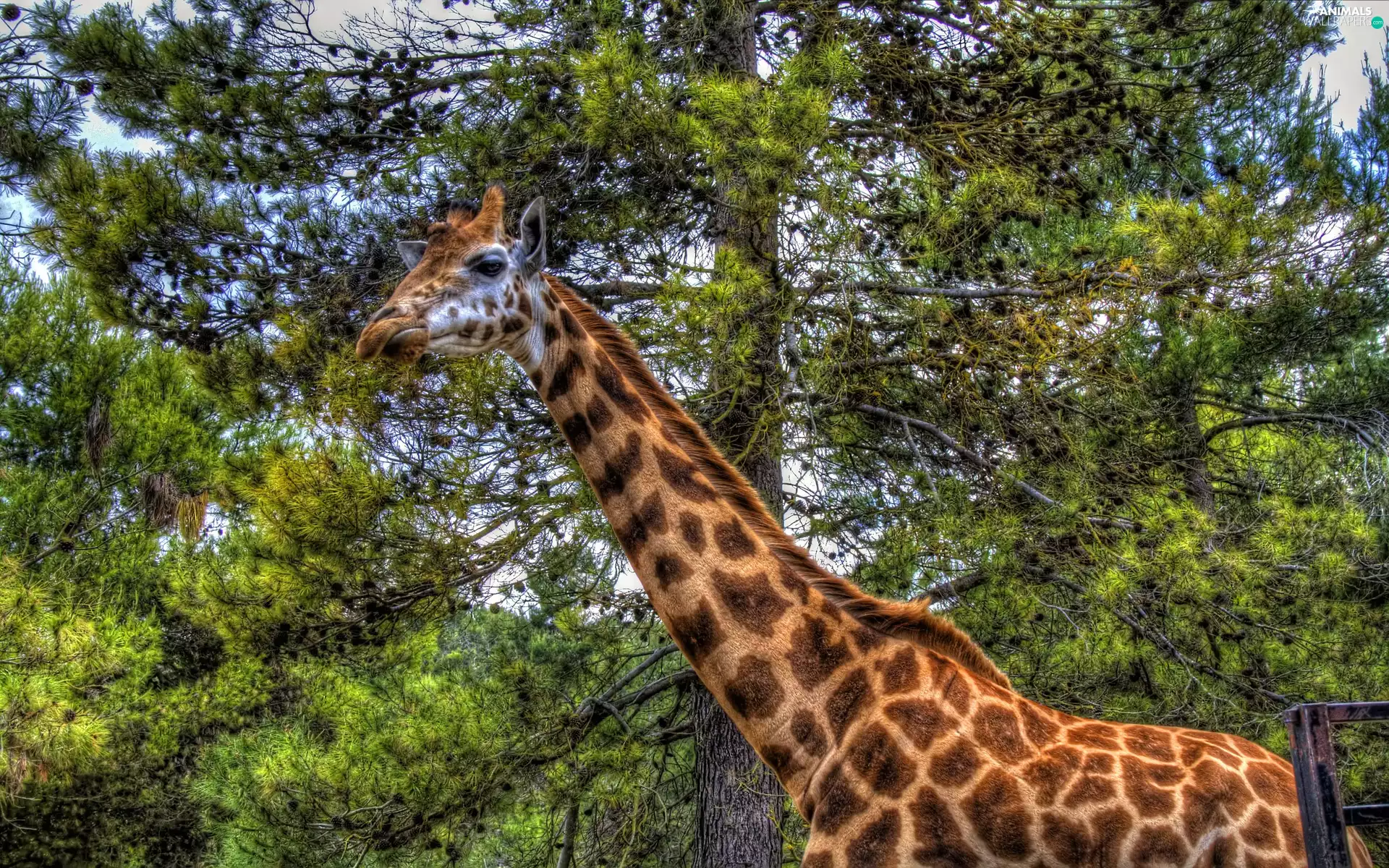 giraffe, at, tree, standing