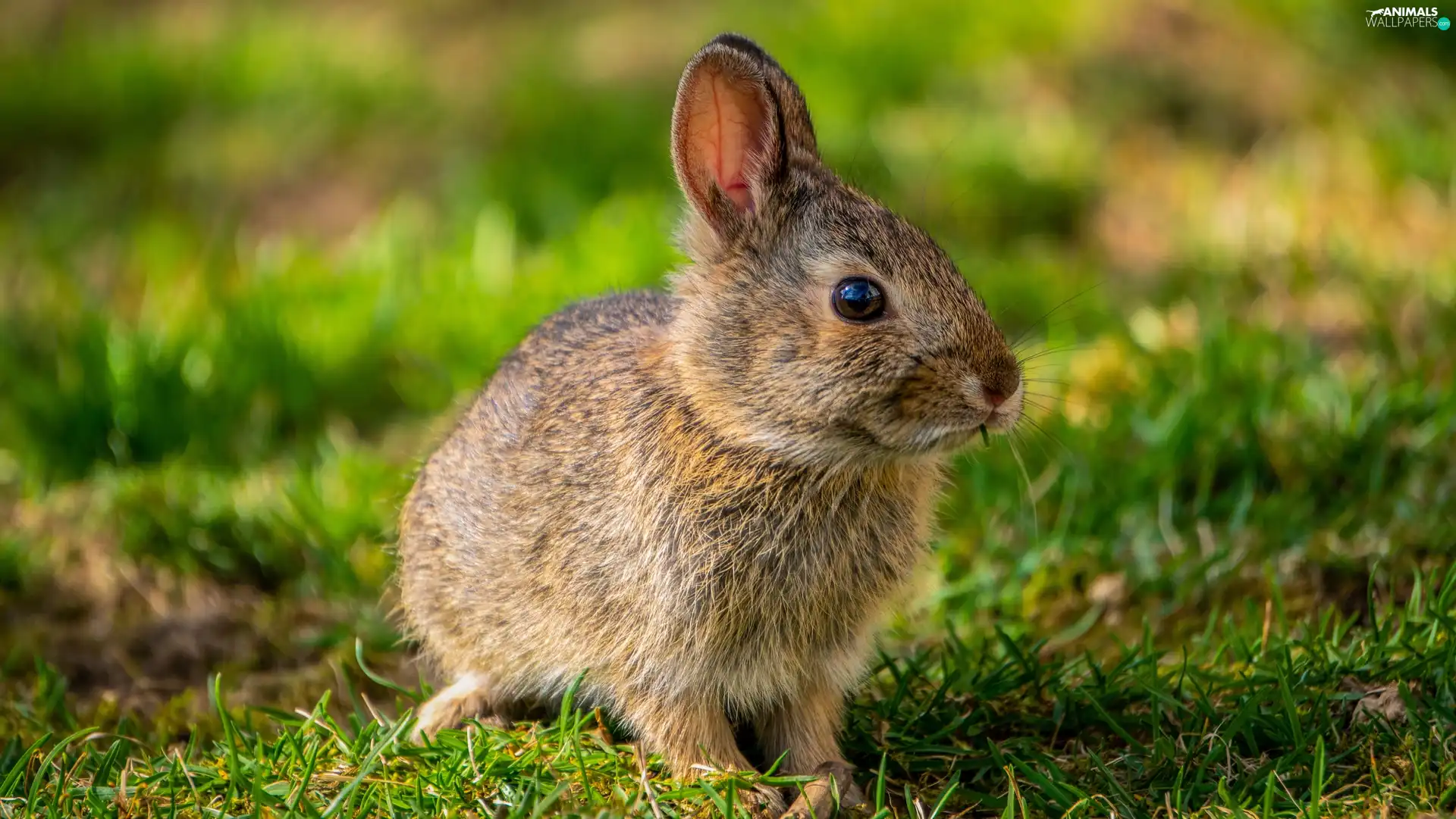 Rabbit, ears, grass, standing