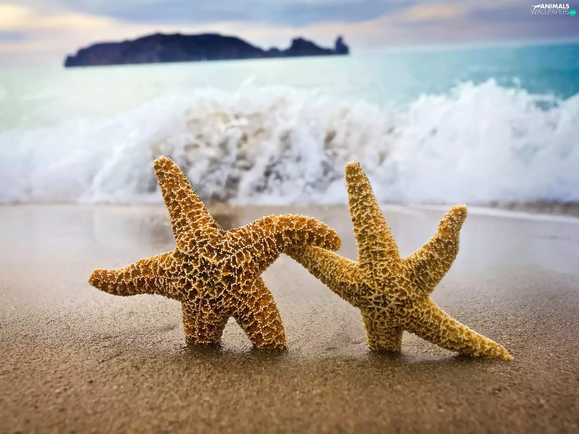 star, Beaches, sea