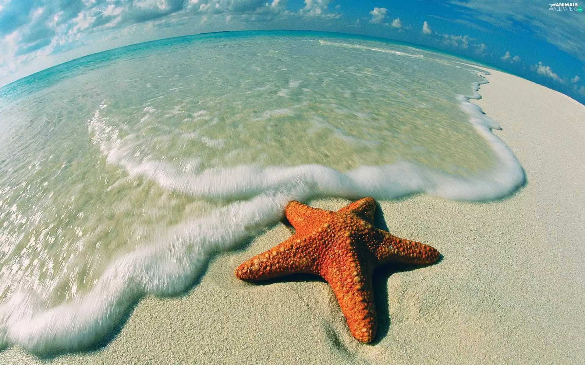 starfish, sea, Beaches