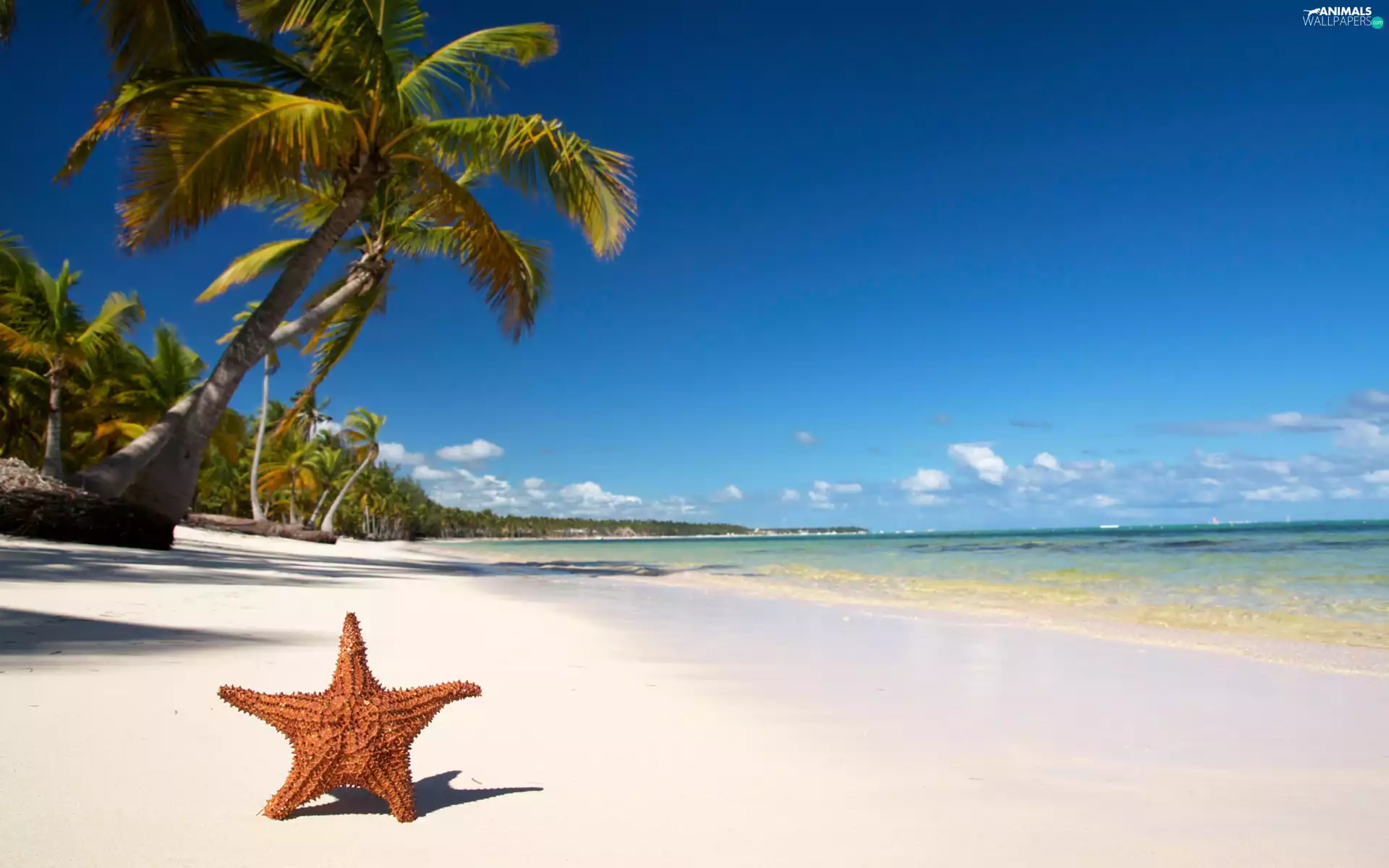 Beaches, Palms, Tropical, starfish