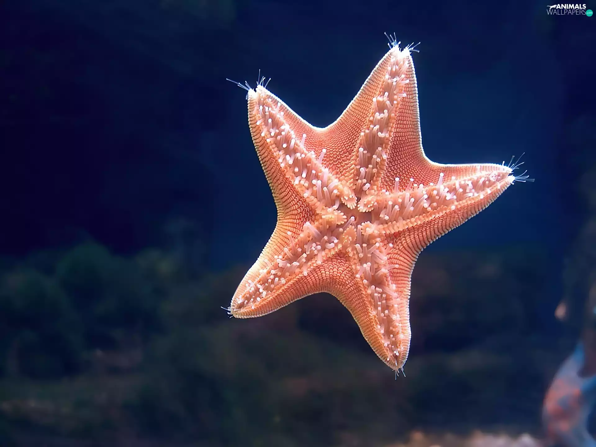 starfish, sea, flashing