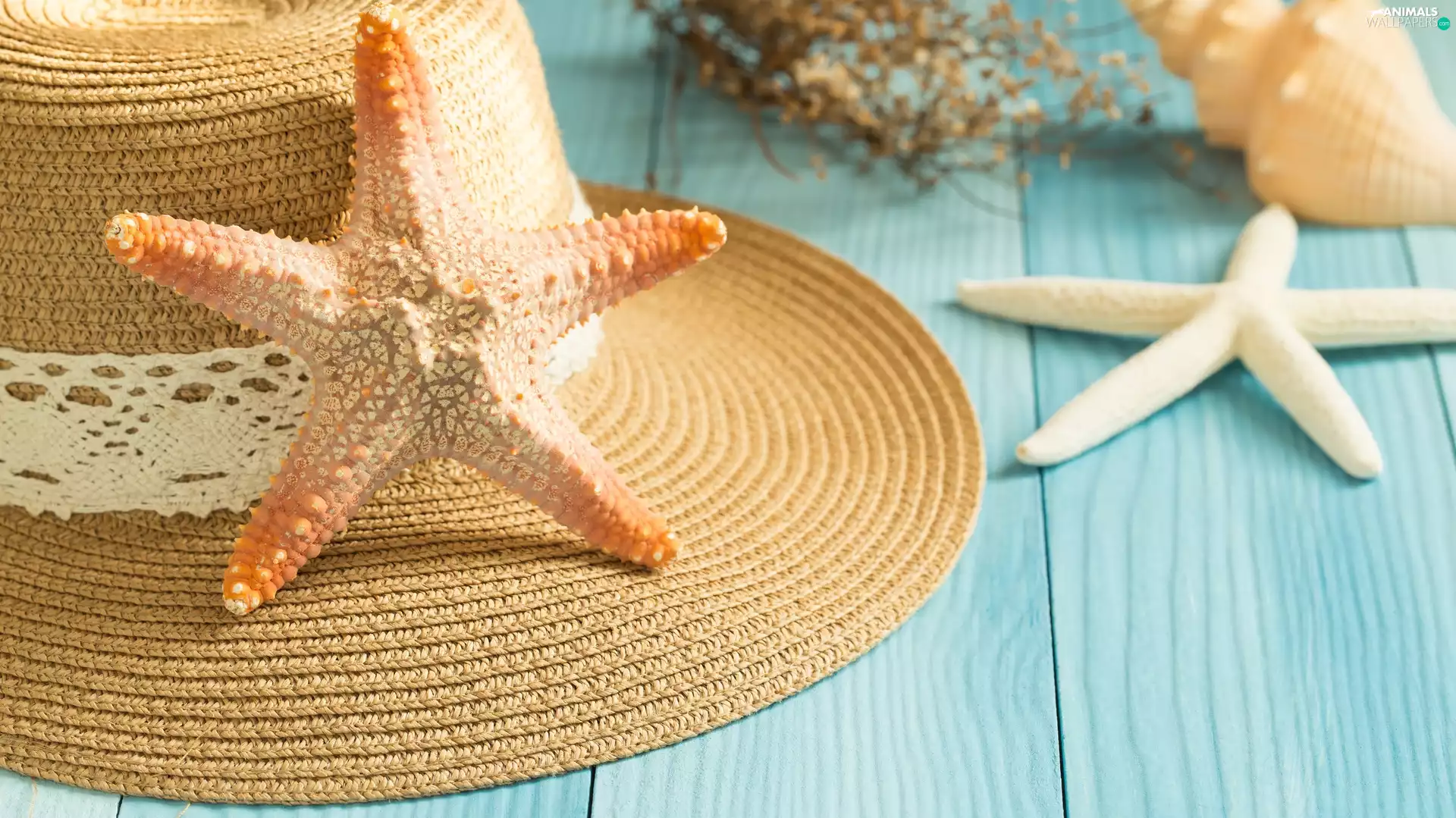 Hat, Blue, boarding, starfish