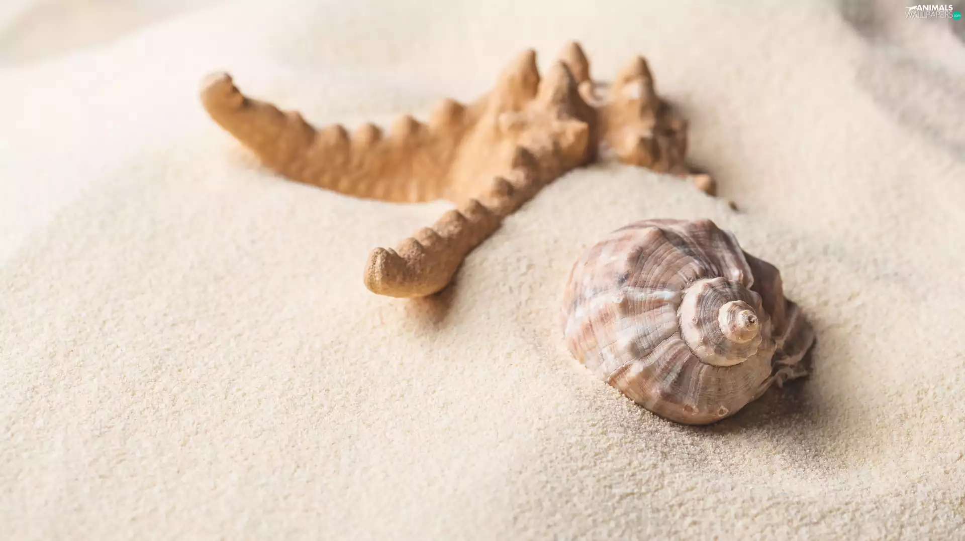 starfish, shell, Sand