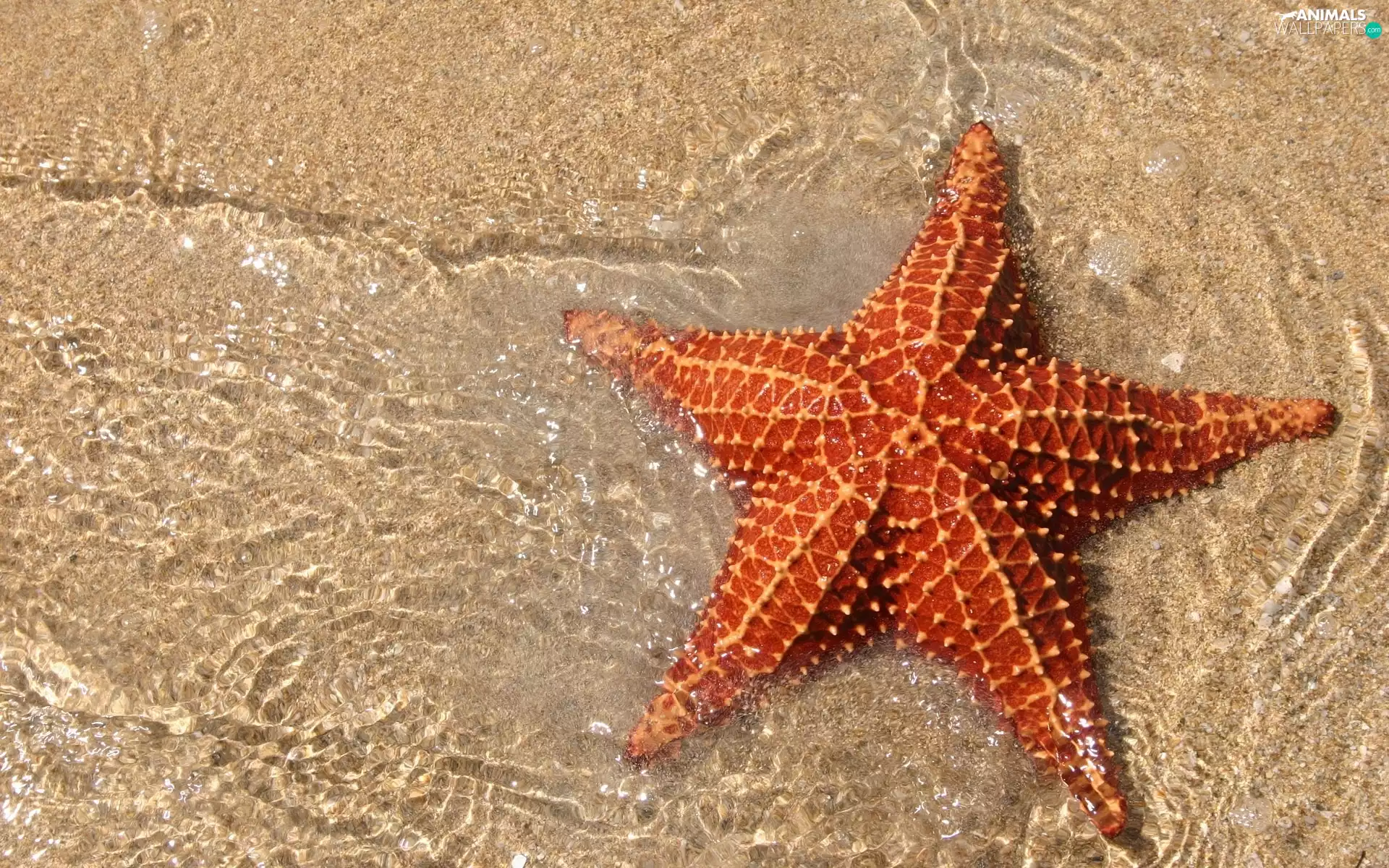 starfish, water, Sand