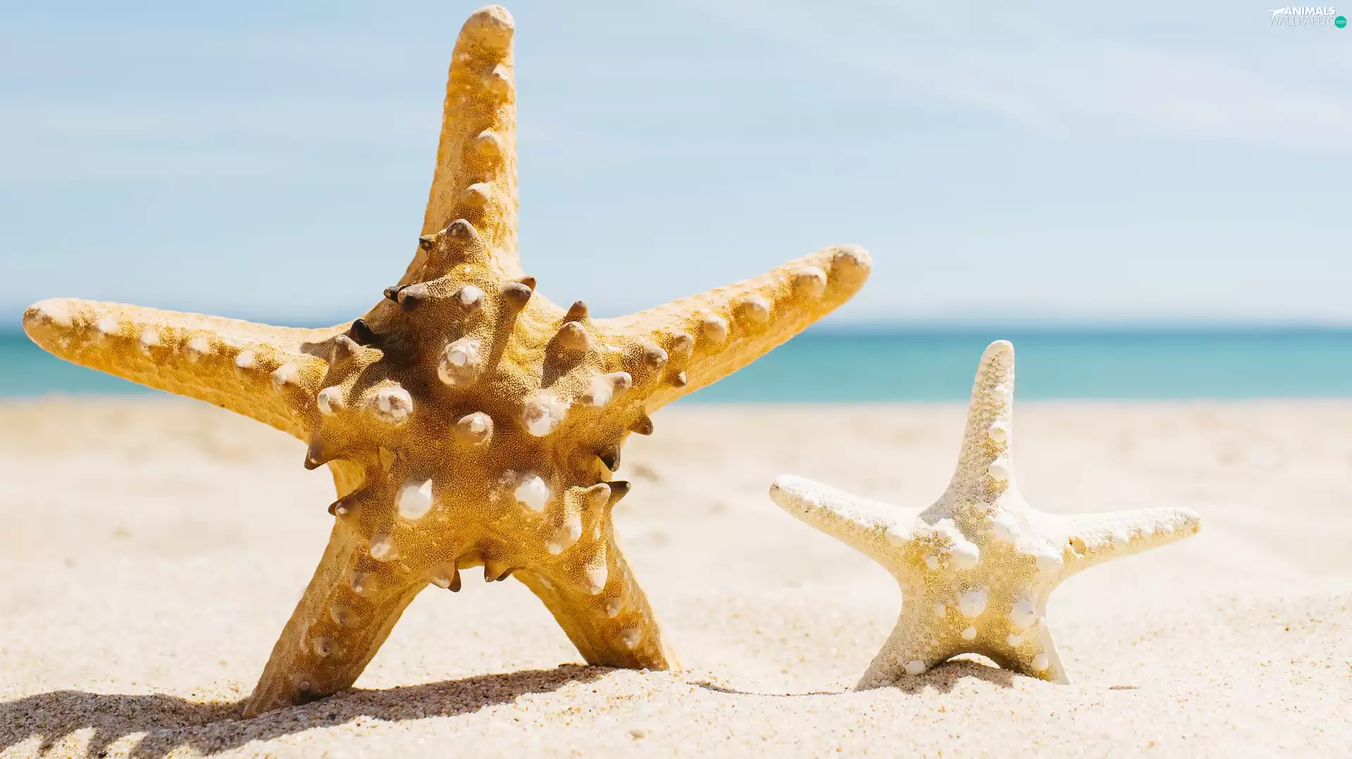 starfish, Sand