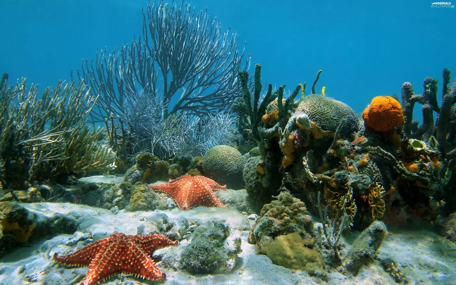 coral, starfish, sea, reef, depths