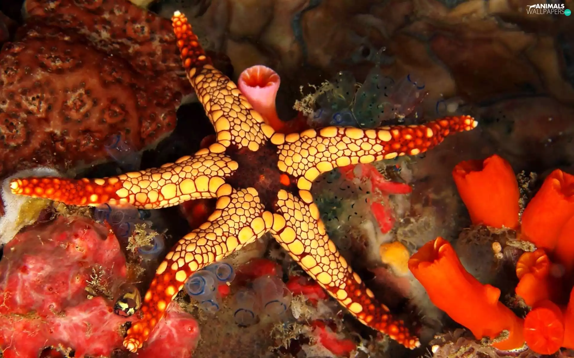 starfish, sea