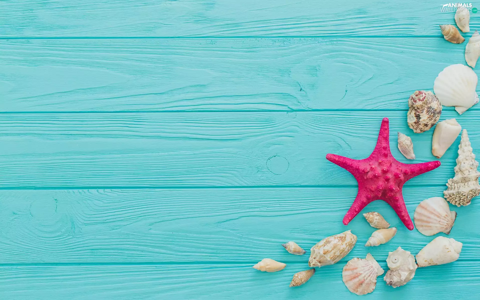Shells, Blue, boarding, starfish