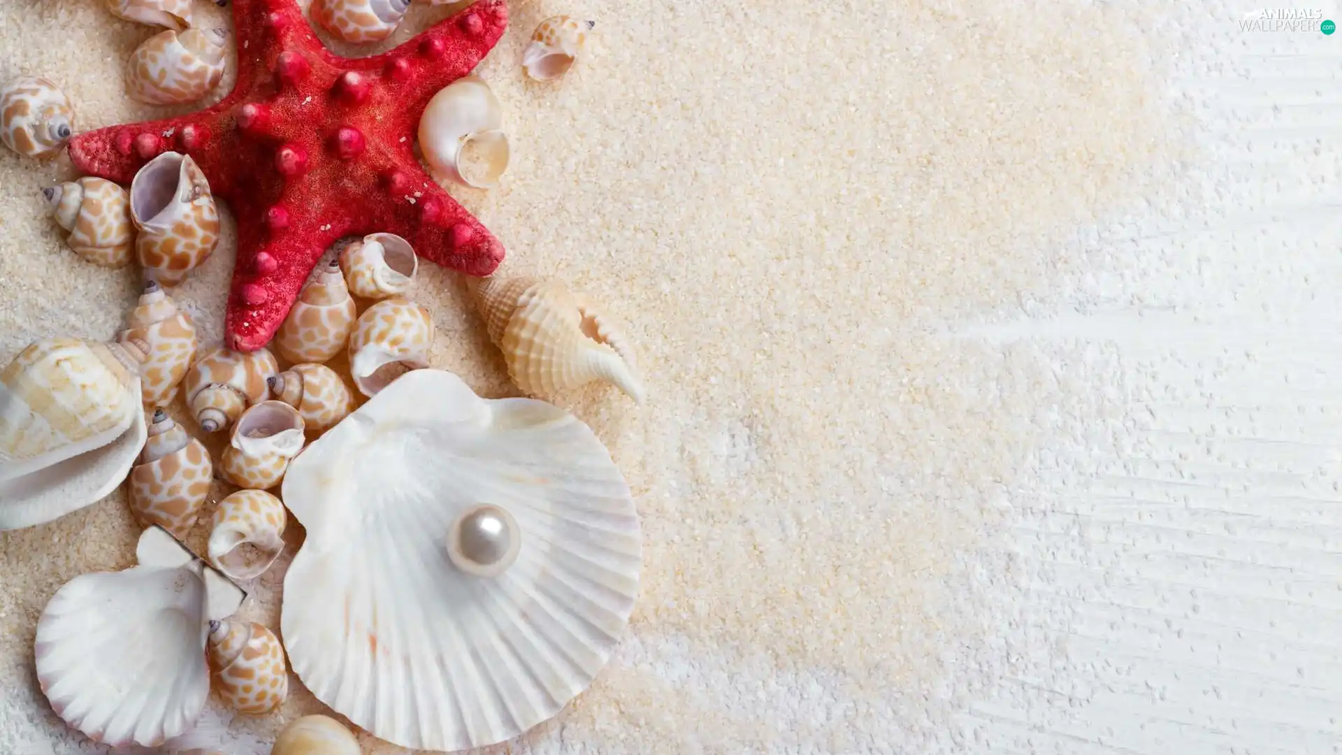 Shells, pearl, Sand, starfish