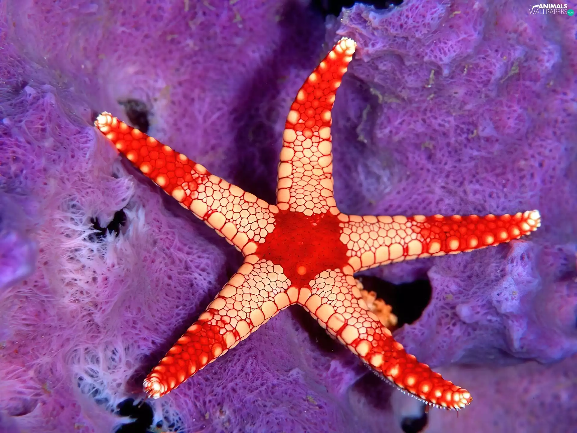 starfish