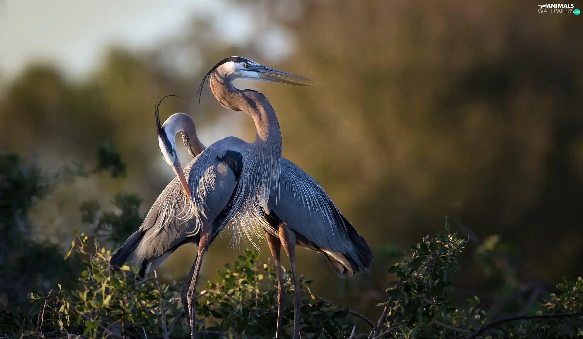 Great Blue Heron, Steam