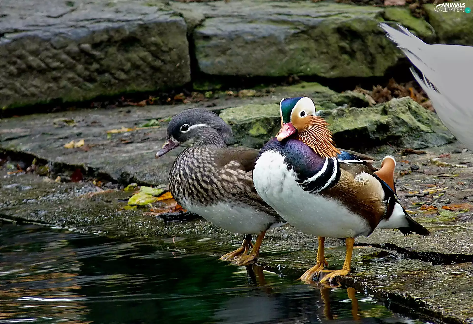 Stones, Steam, mandarins, Pond - car
