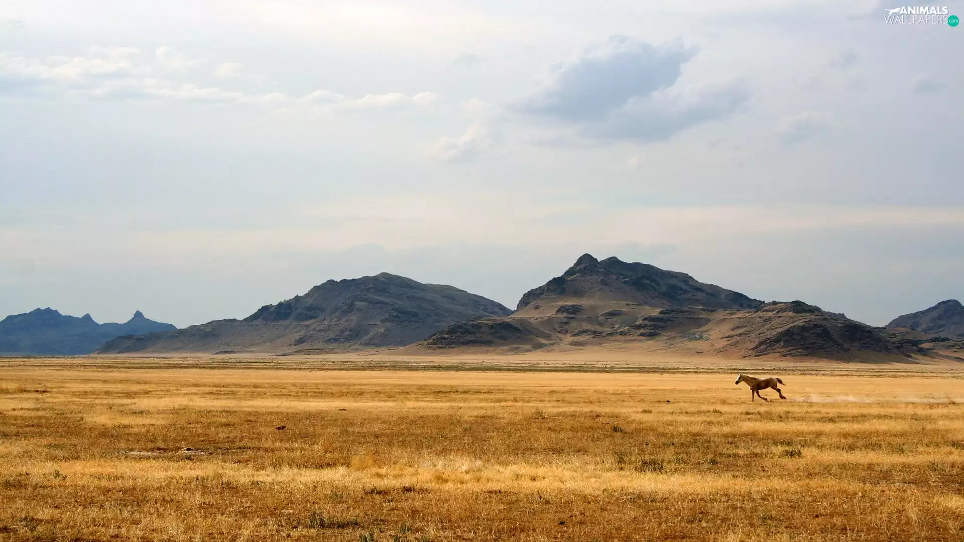 Horse, The Hills, steppe