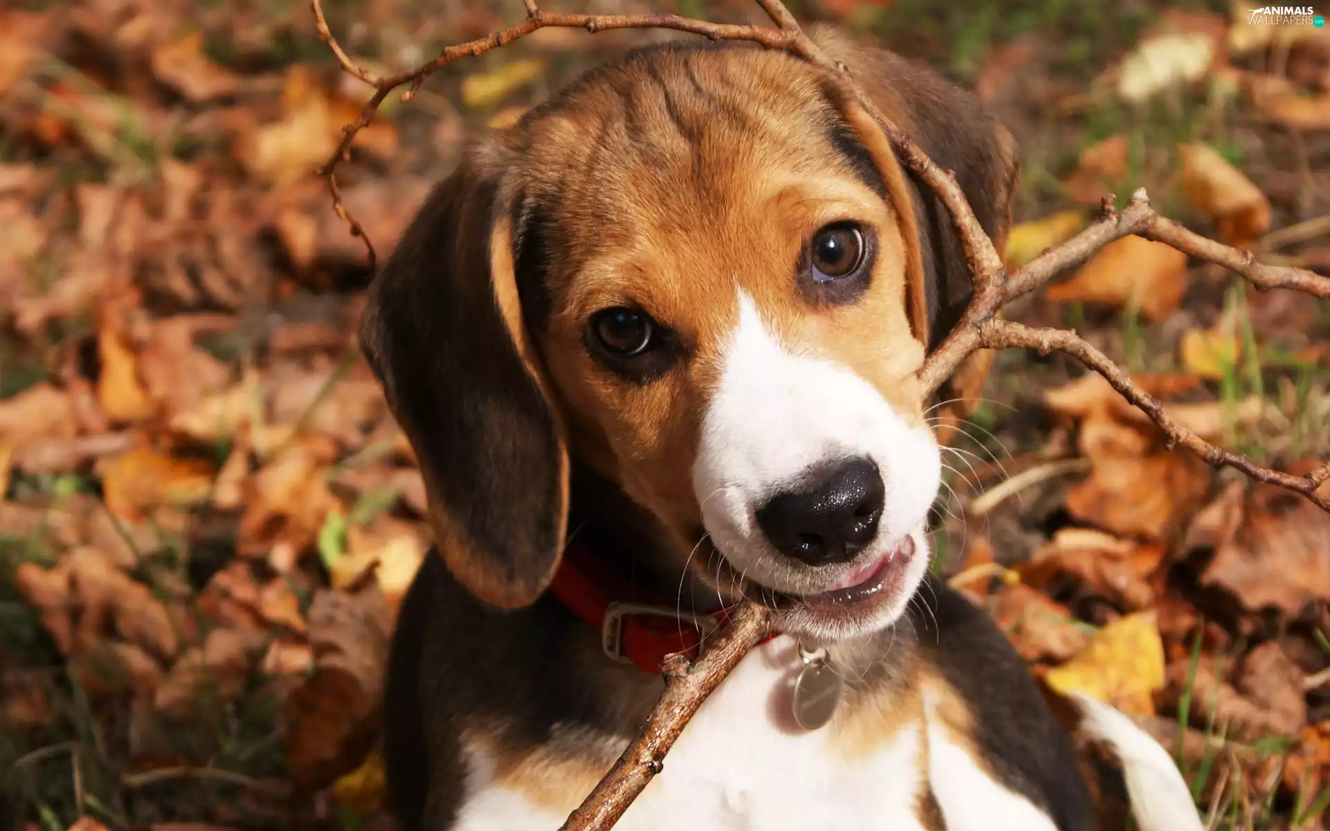 stick, Beagle