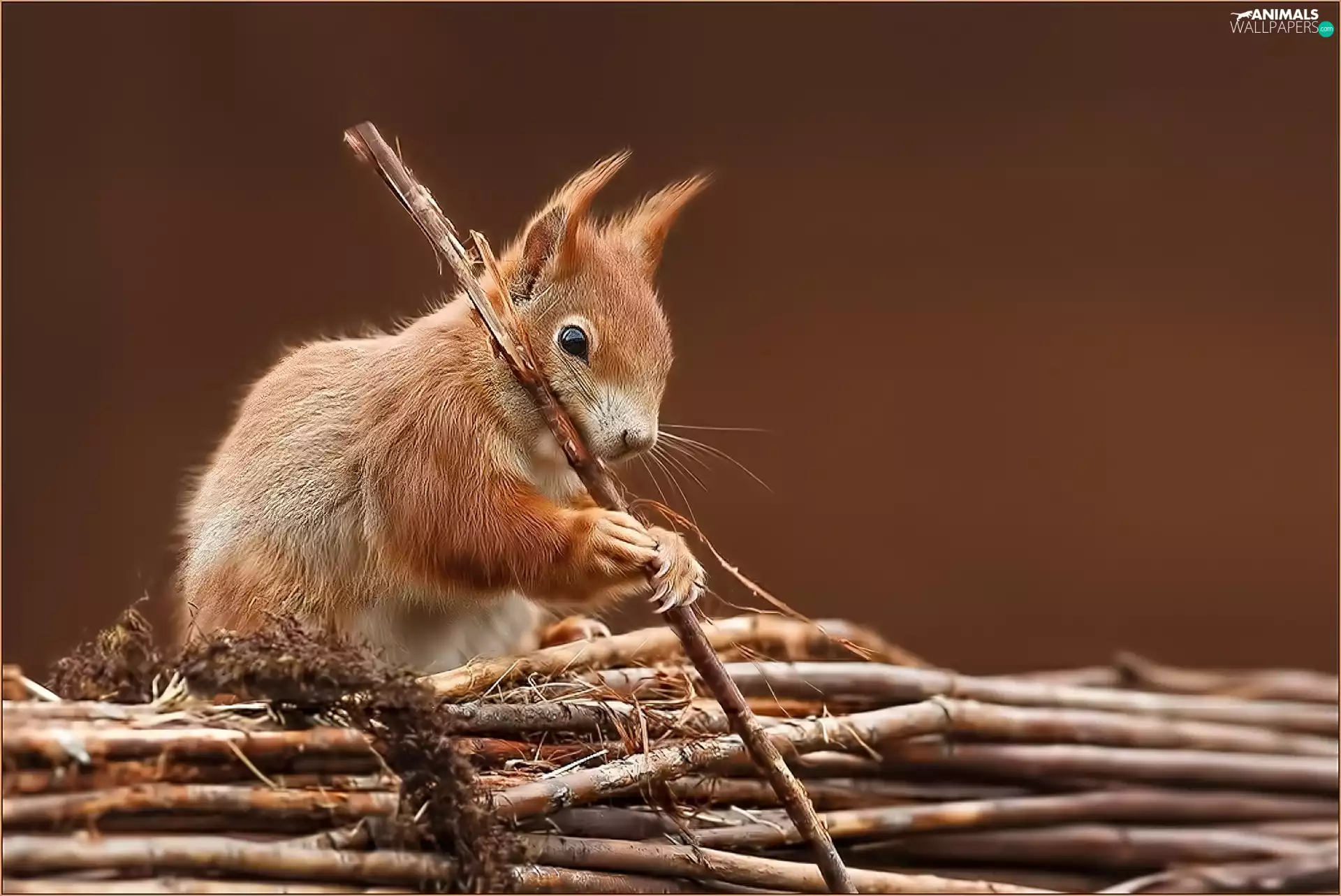 stick, squirrel, feet