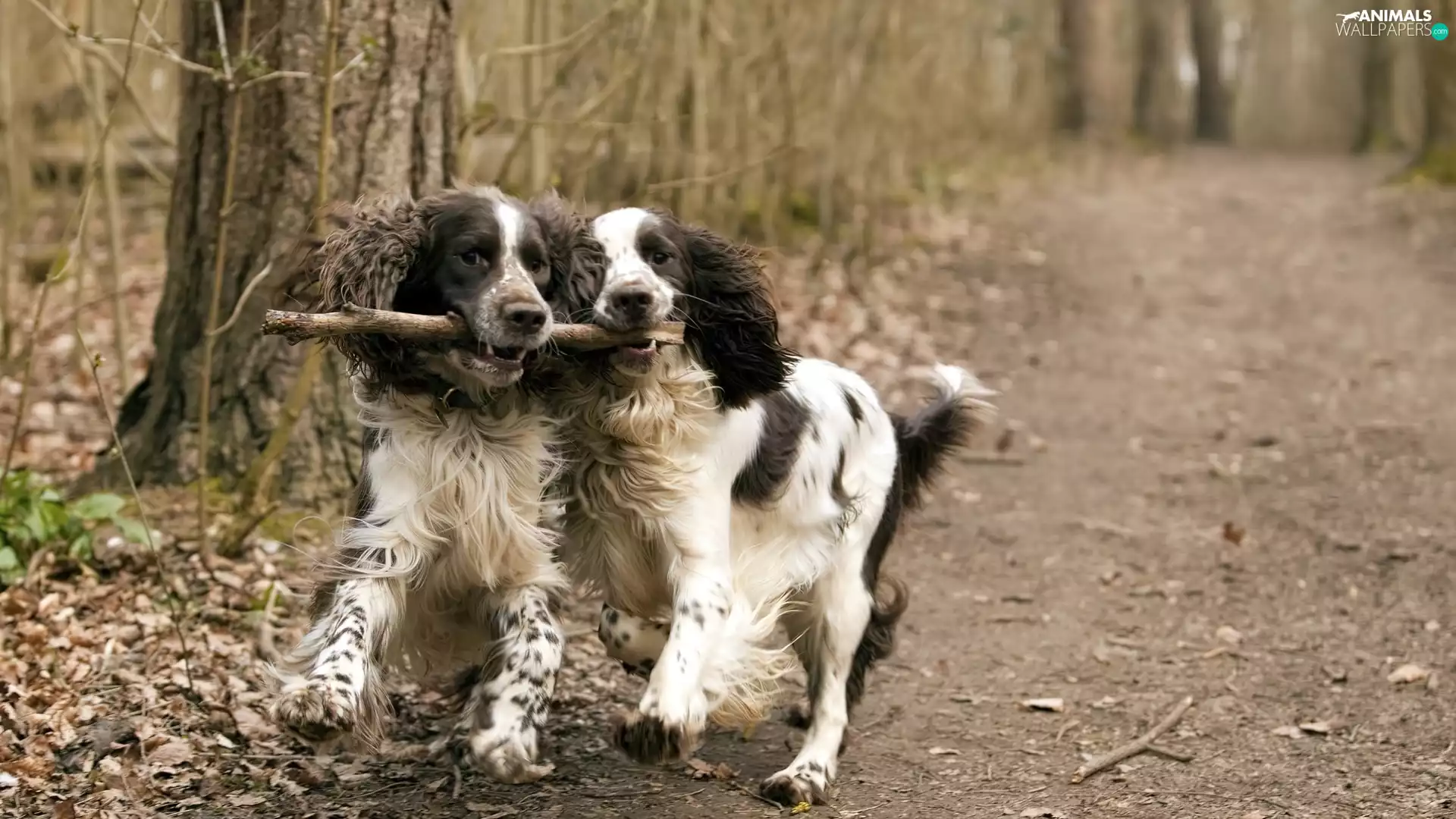 Stick, Dogs, forest
