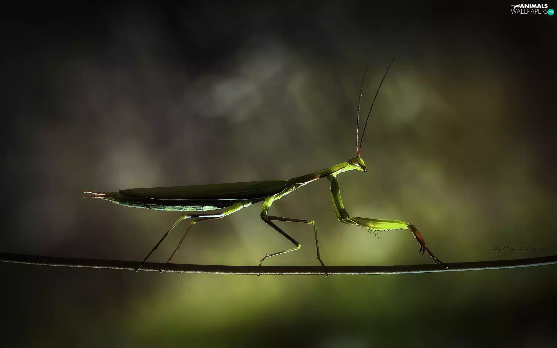 stick, mantis, twig