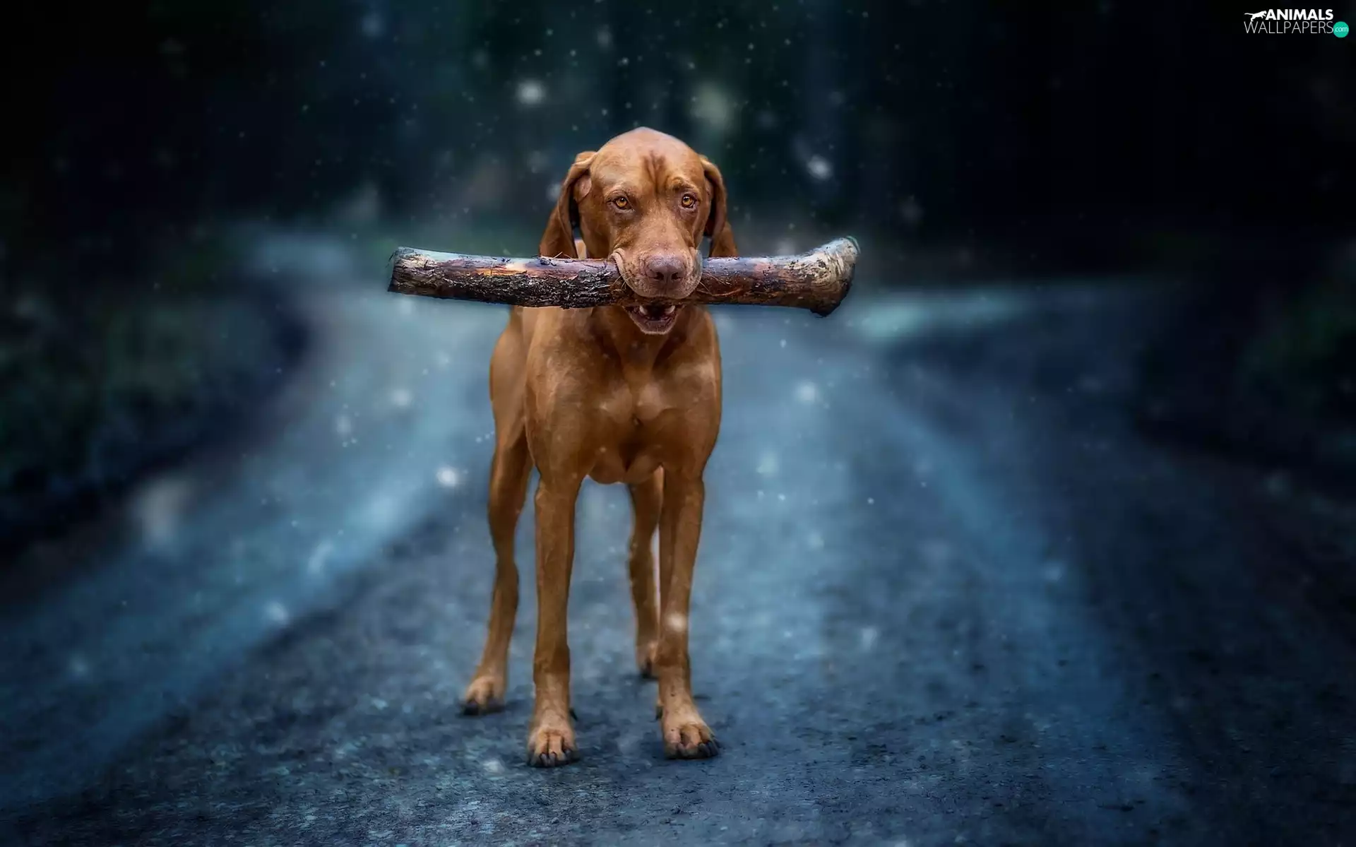 stick, Way, Vizsla