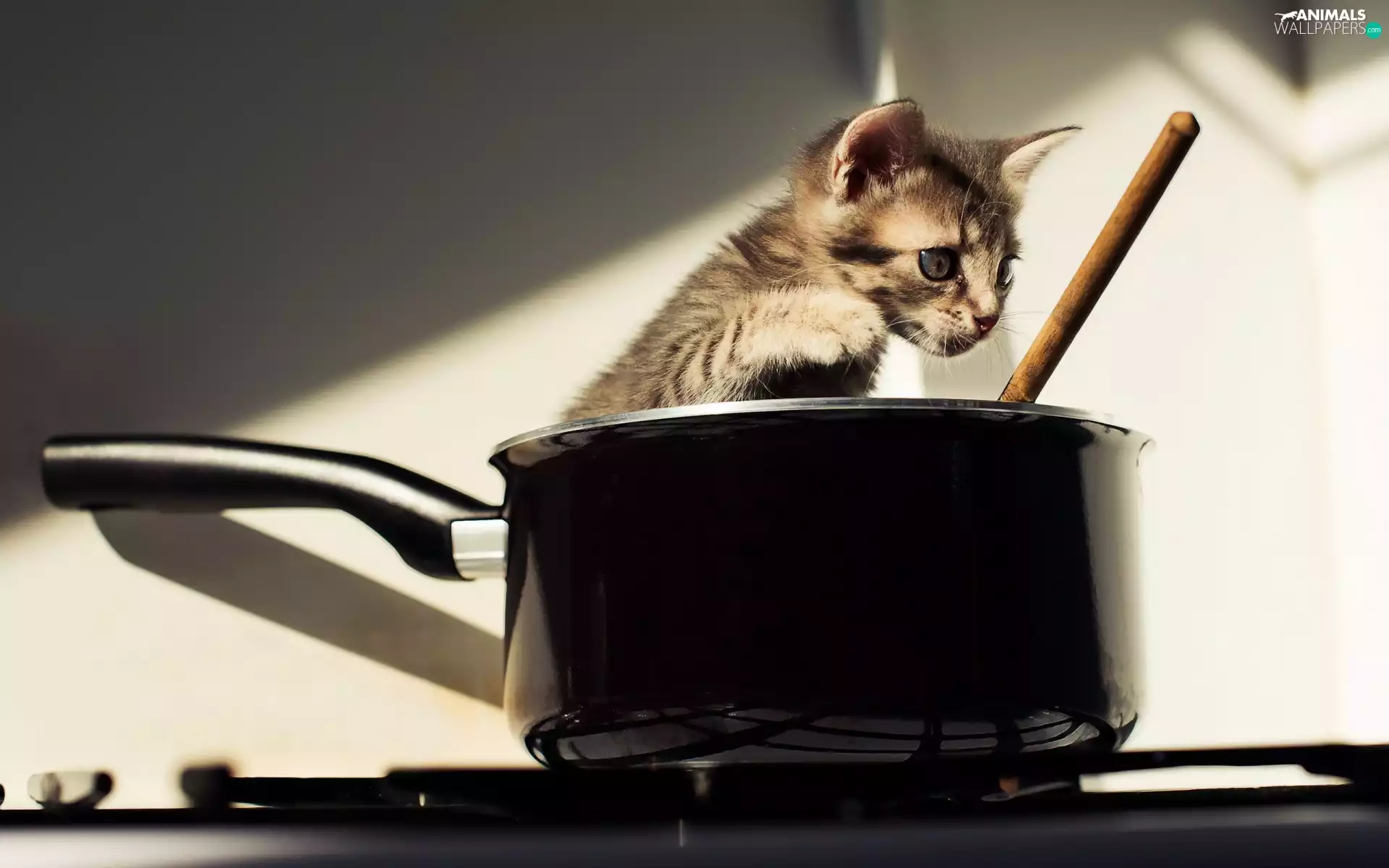 Stirrer, kitten, pot