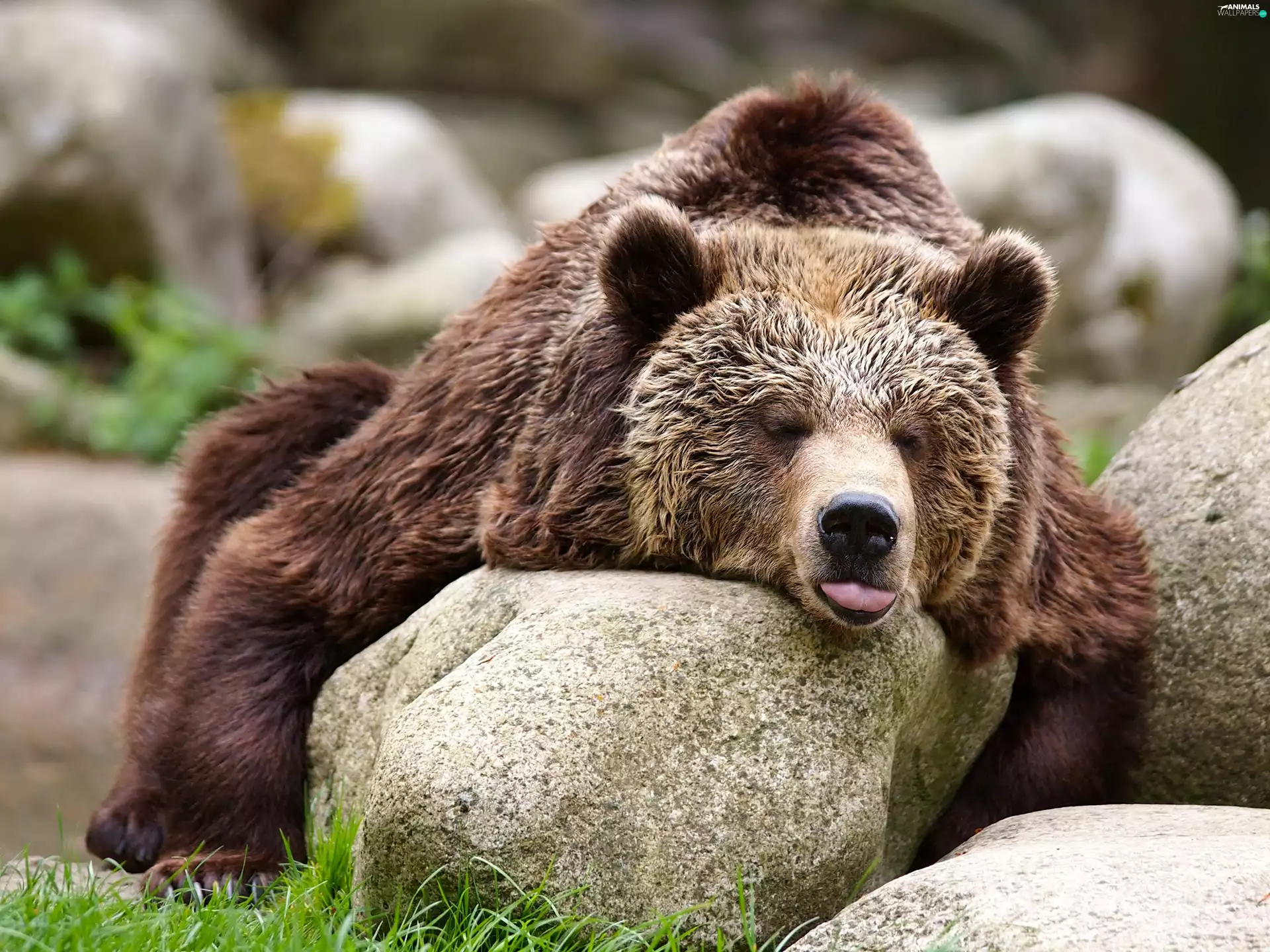 Stone, sleepy, Bear