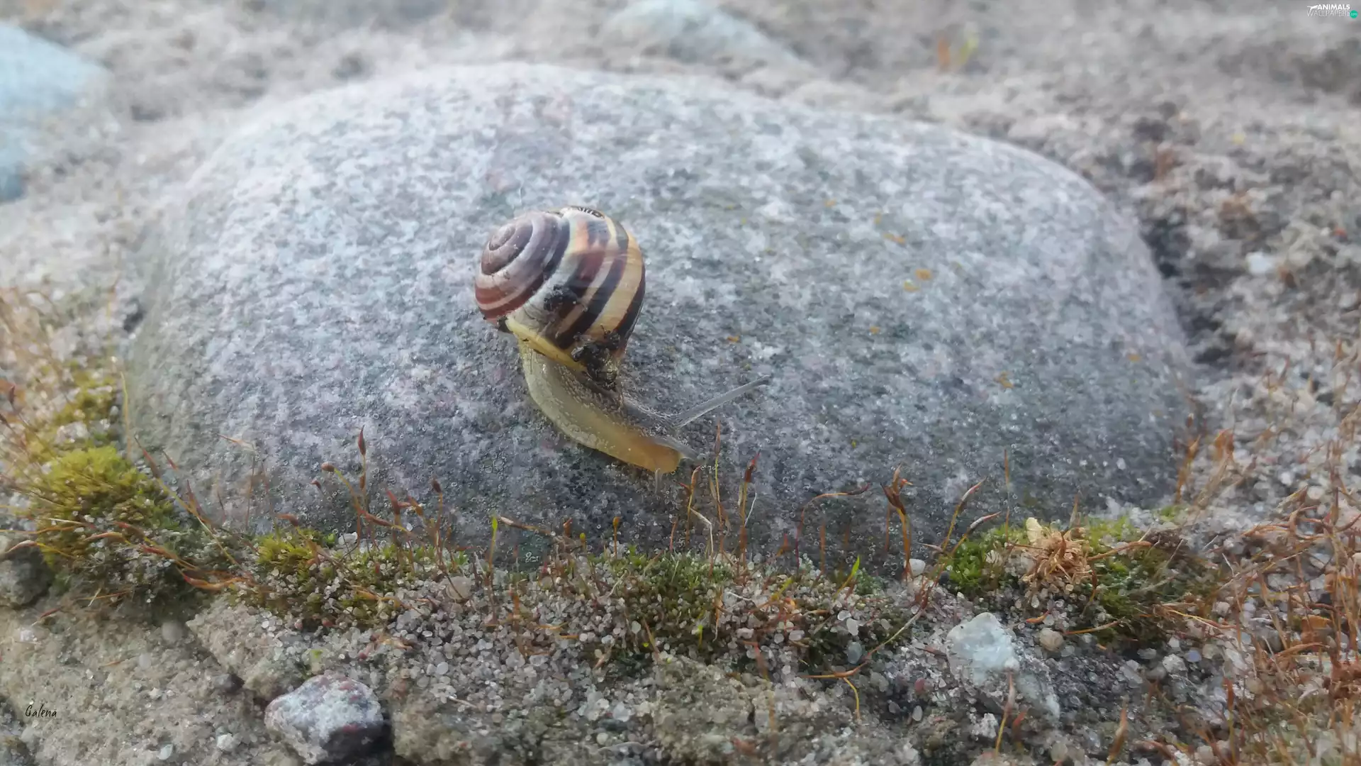 Stone, snail, Close
