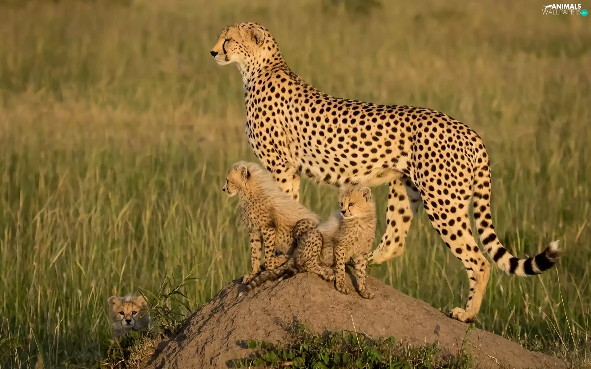 Rocks, Stone, female, young, Cheetah