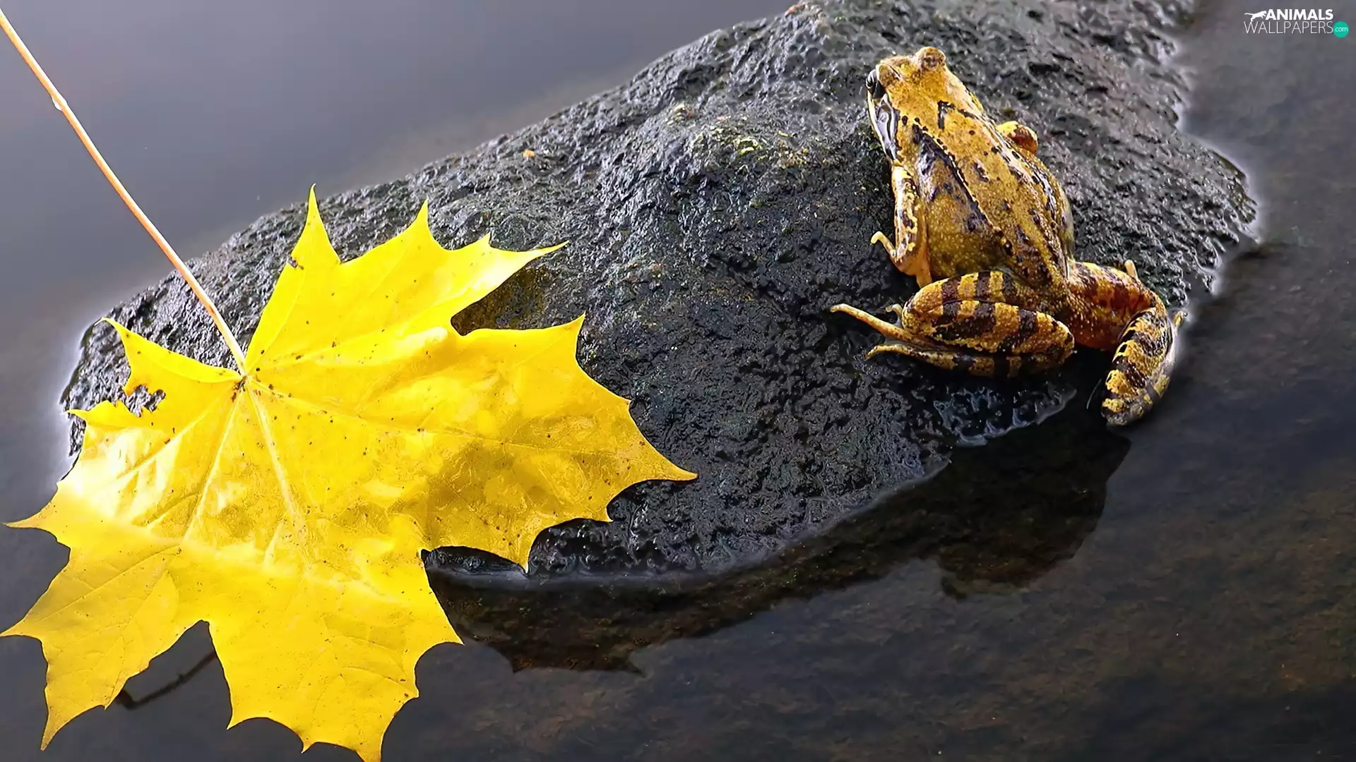 leaf, strange frog, Stone