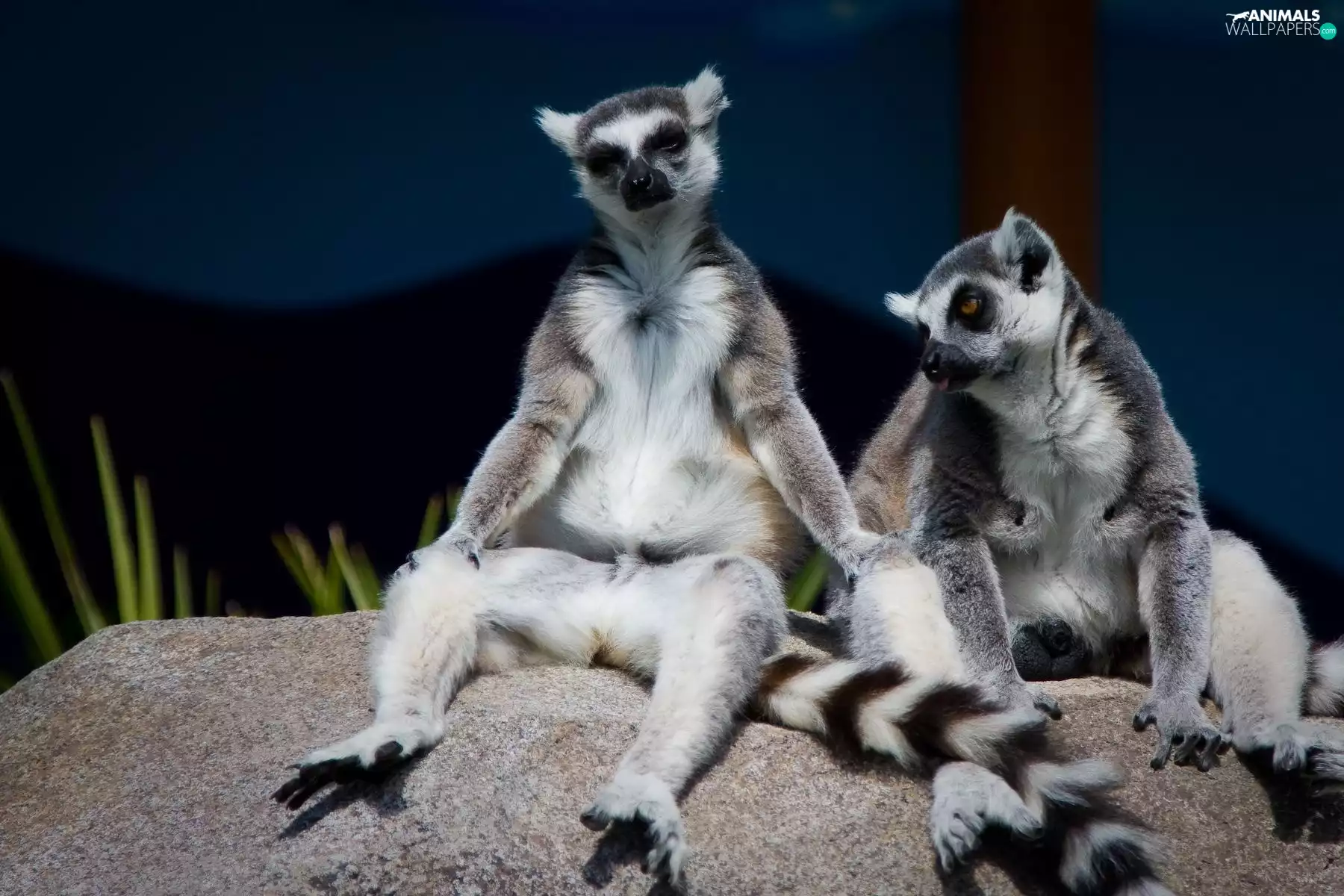 Stone, seating, lemurs