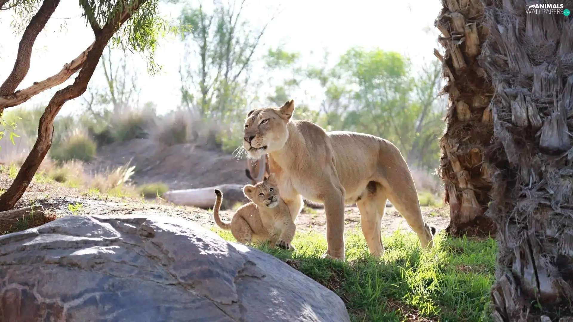 trees, Lioness, grass, Stone, viewes, lion