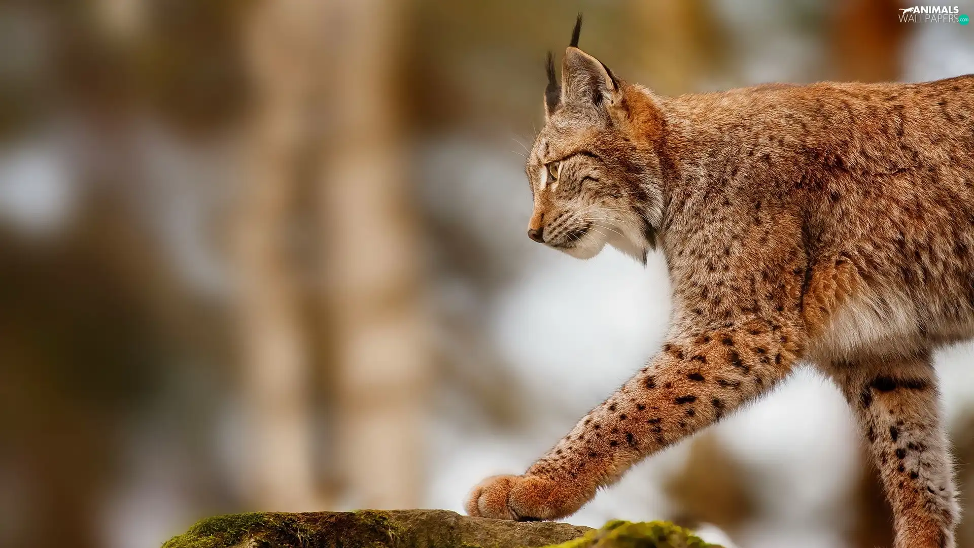Lynx, Stone
