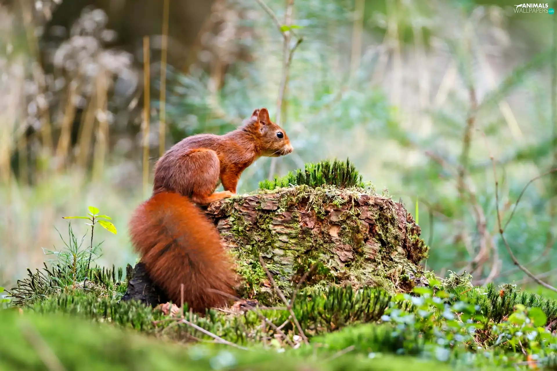 squirrel, Moss, forest, Stone