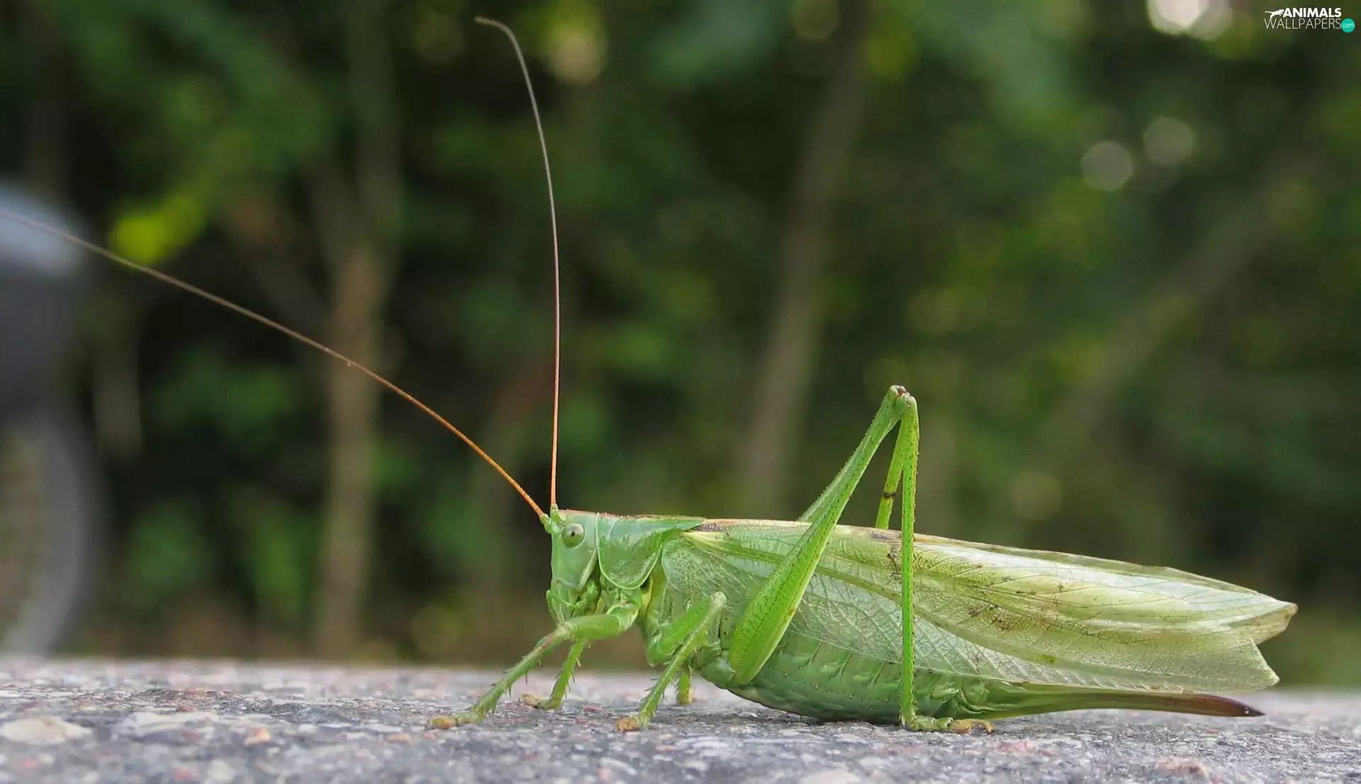 Stone, grasshopper, tentacles
