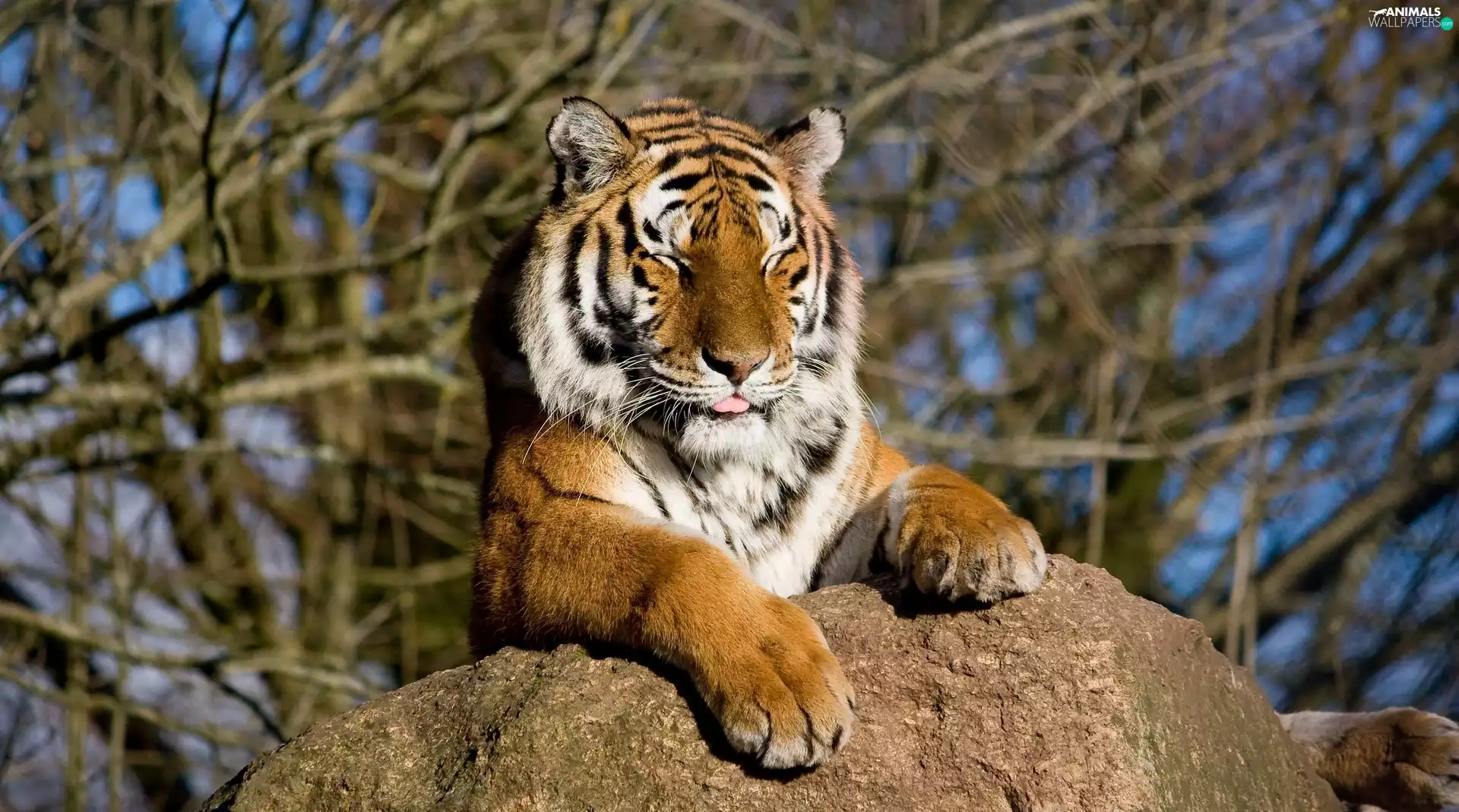 viewes, branch pics, Stone, trees, tiger