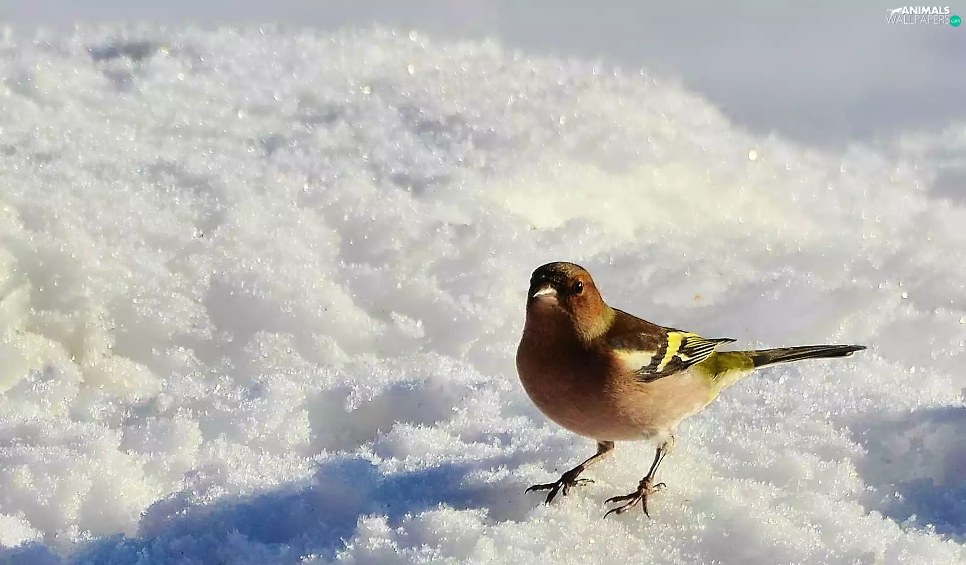 Stonechat, snow