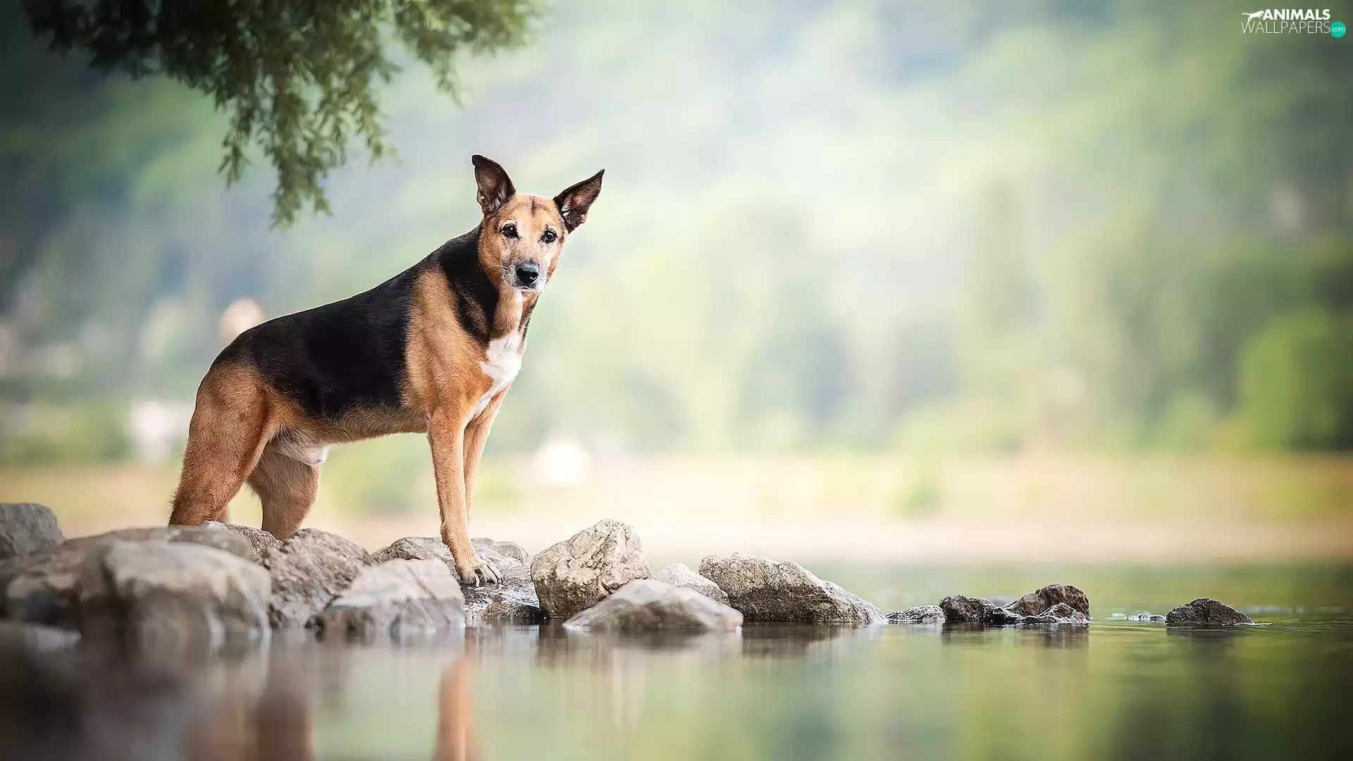 water, blurry background, Stones, Plants, dog