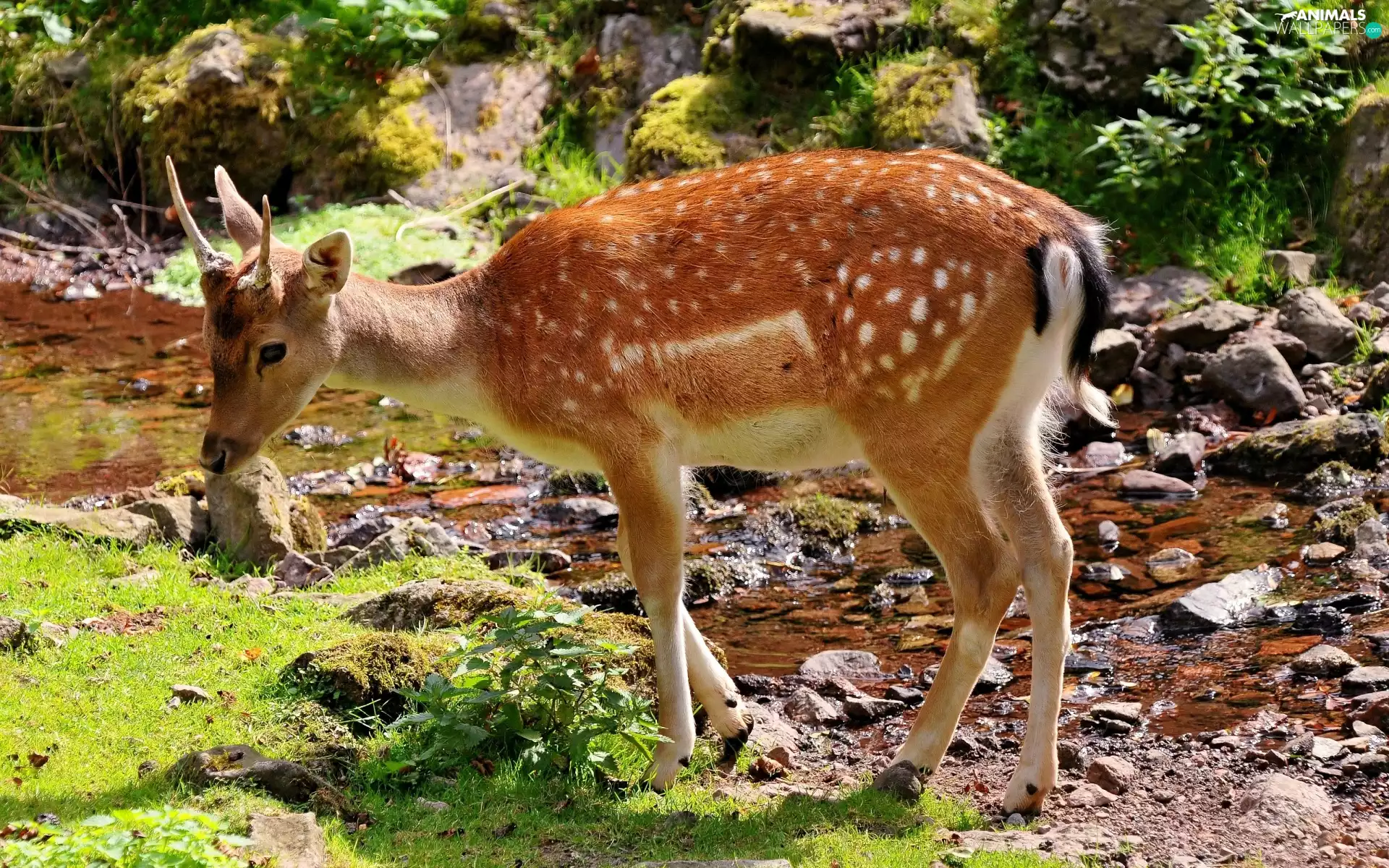 grass, Stones, fawn, River, young
