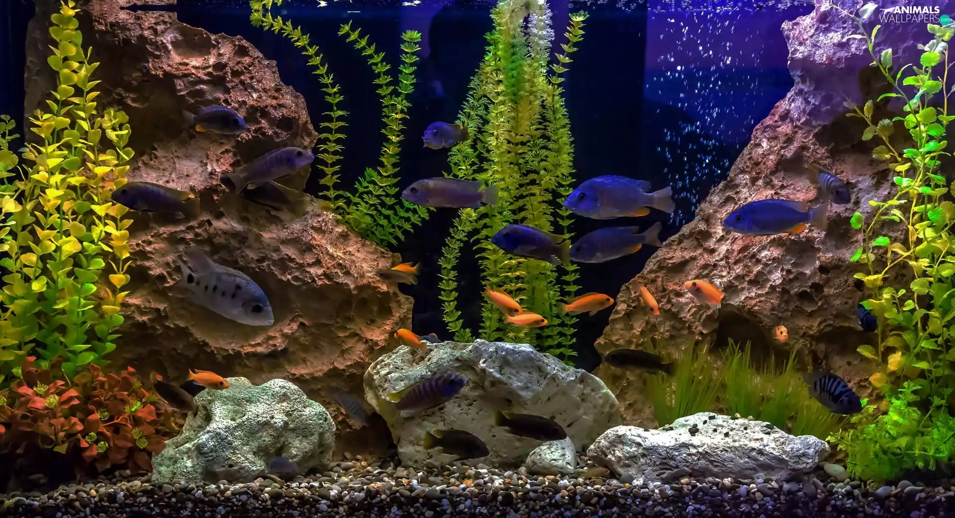 fish, VEGETATION, aquarium, Stones