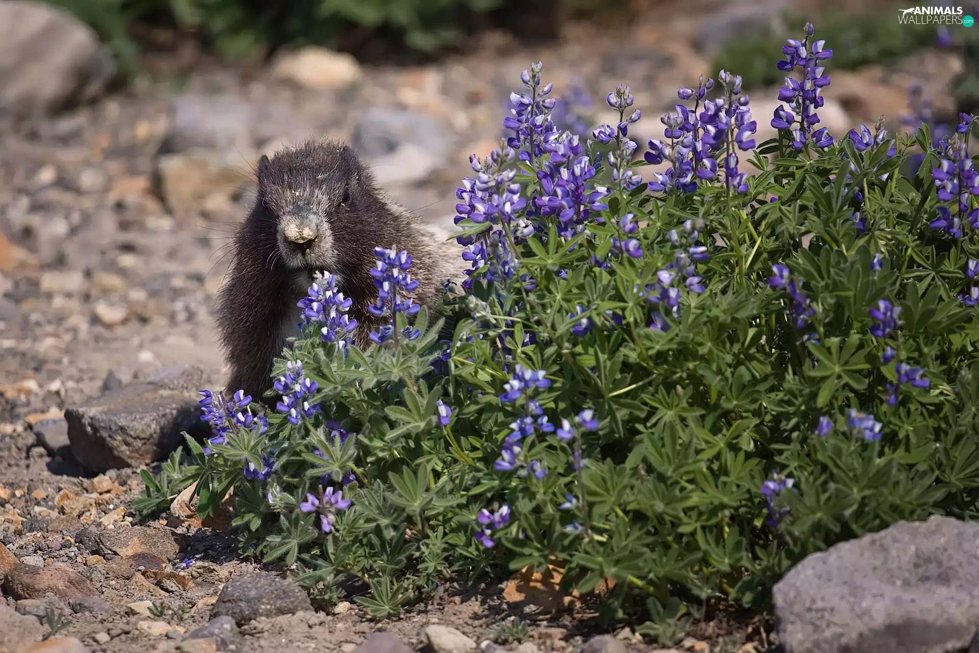 Stones, whistler, Flowers