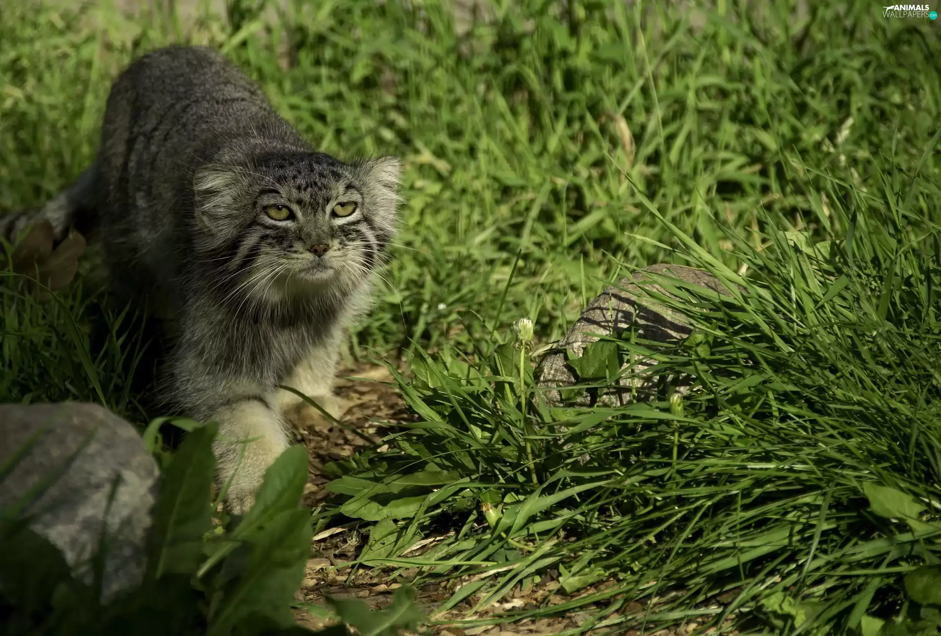 Stones, Manul, grass