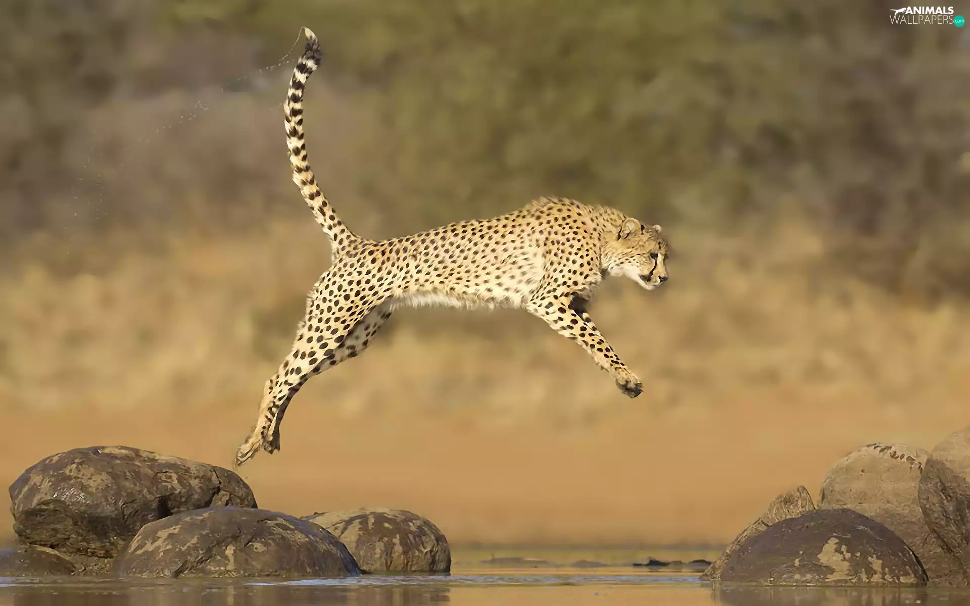 Stones, Cheetah, jump