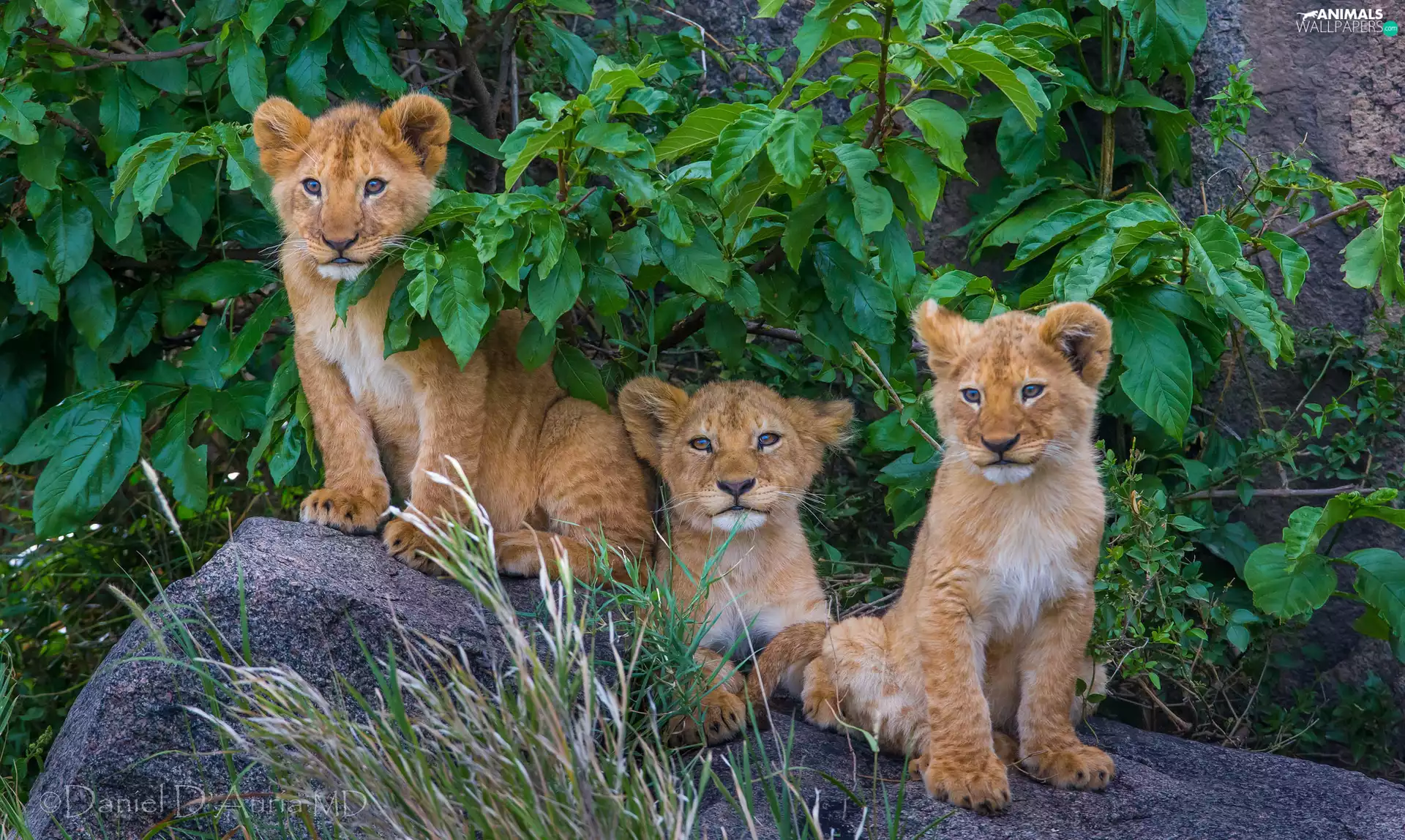 Bush, Stones, lions, tigers, young