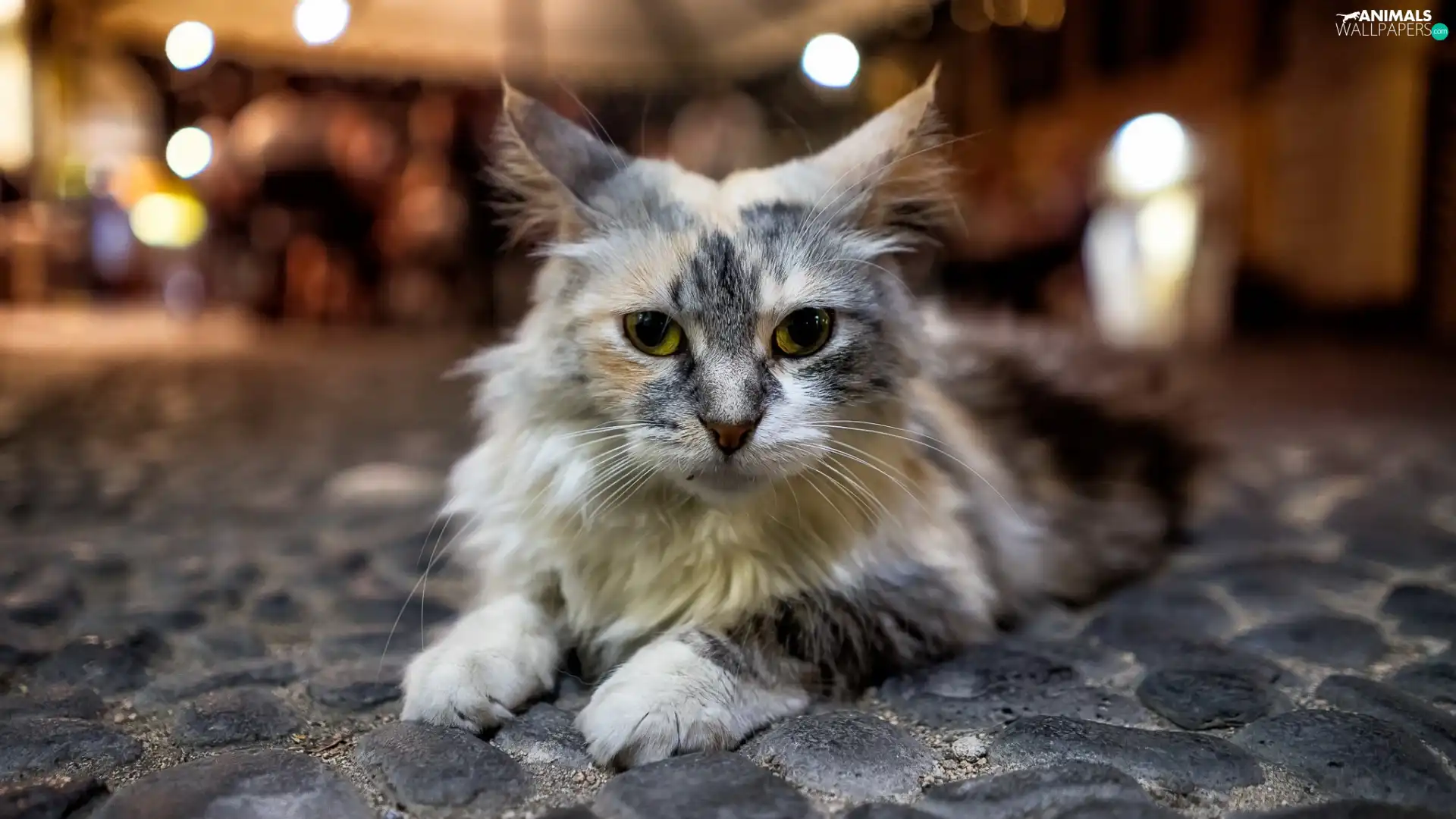 Stones, cat, muzzle